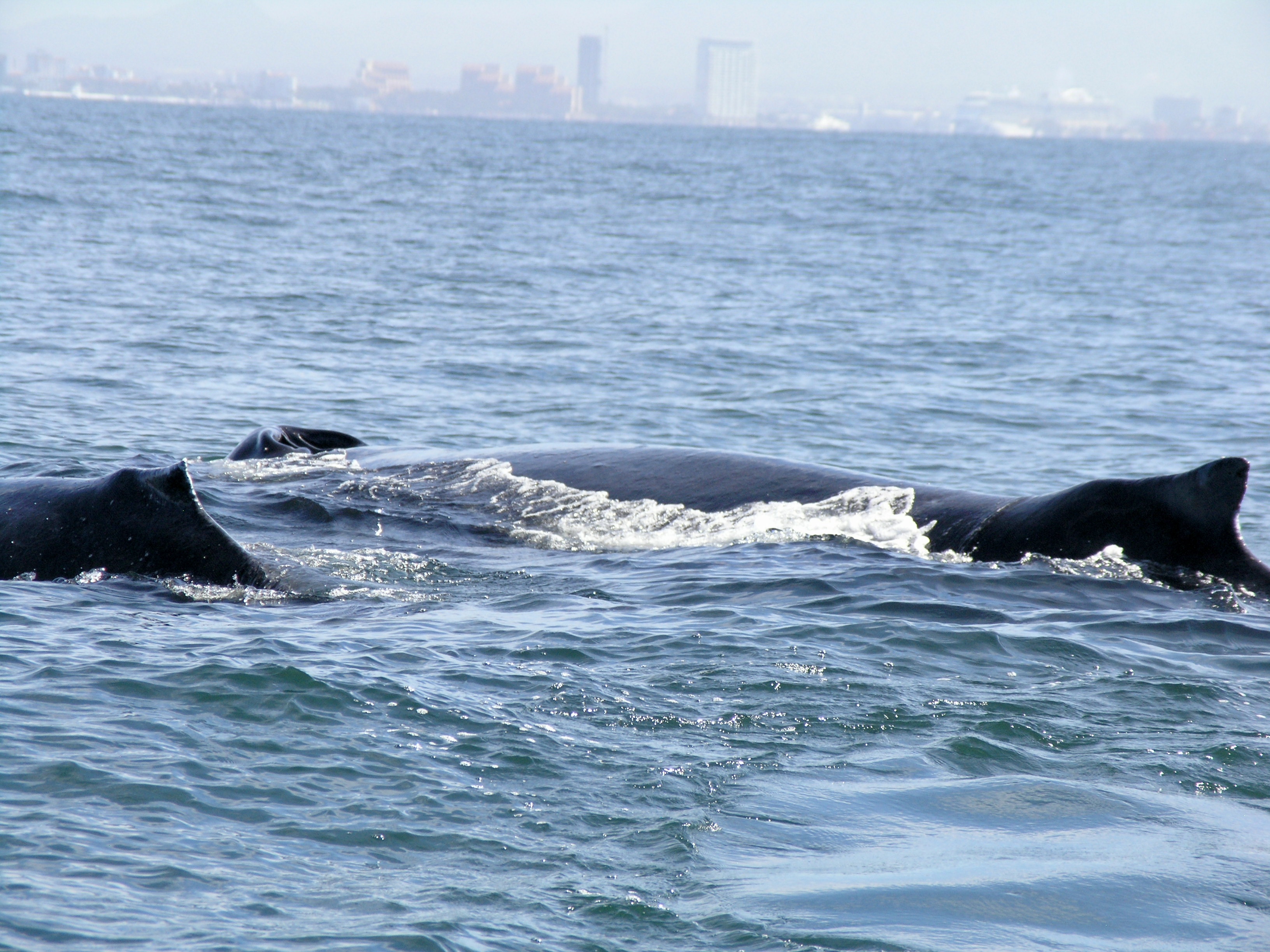 Mother & calf