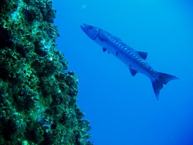 Mr. Baracuda