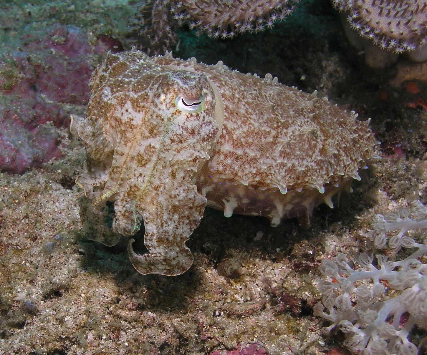 Mr Cuttlefish