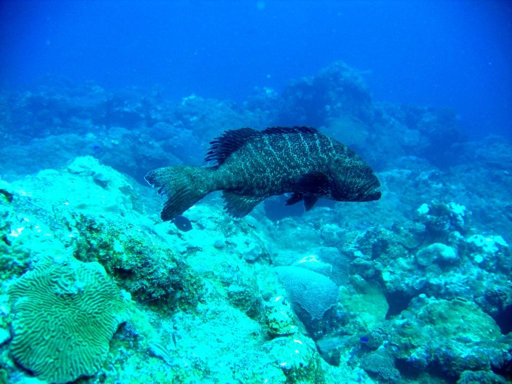 Mr. Grouper