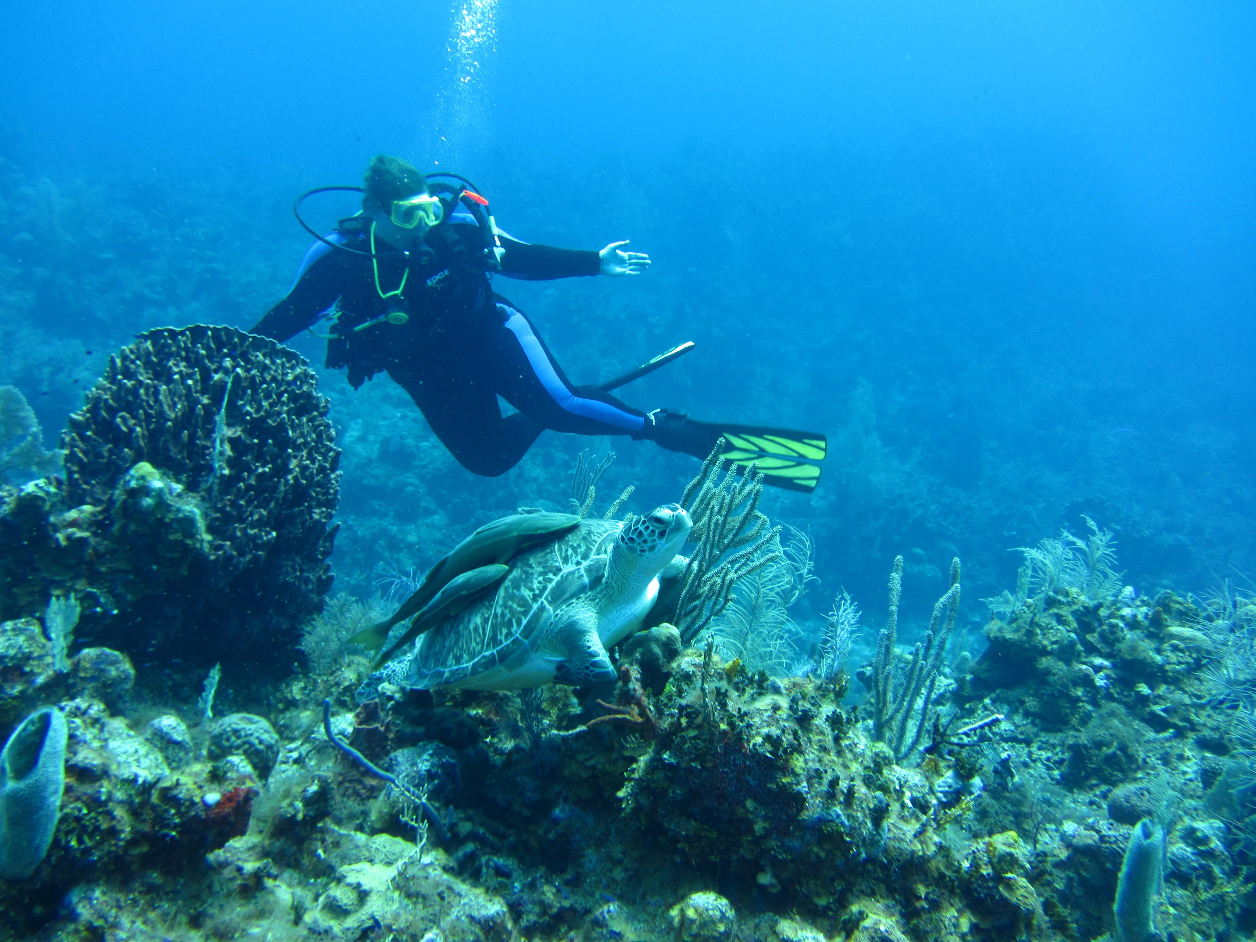 Ms kjendives and turtle