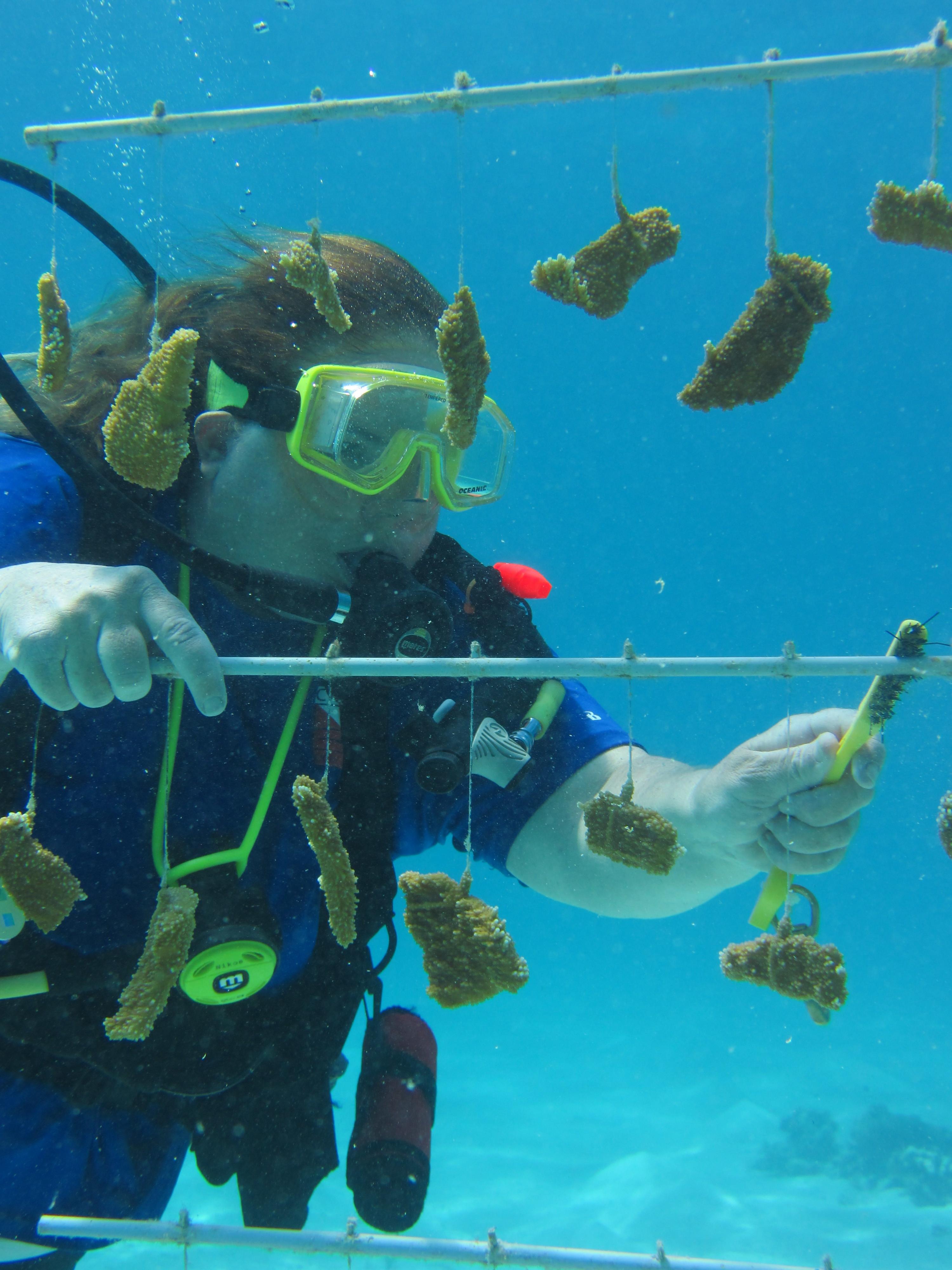 Ms KJenn Dives cleans coral tree