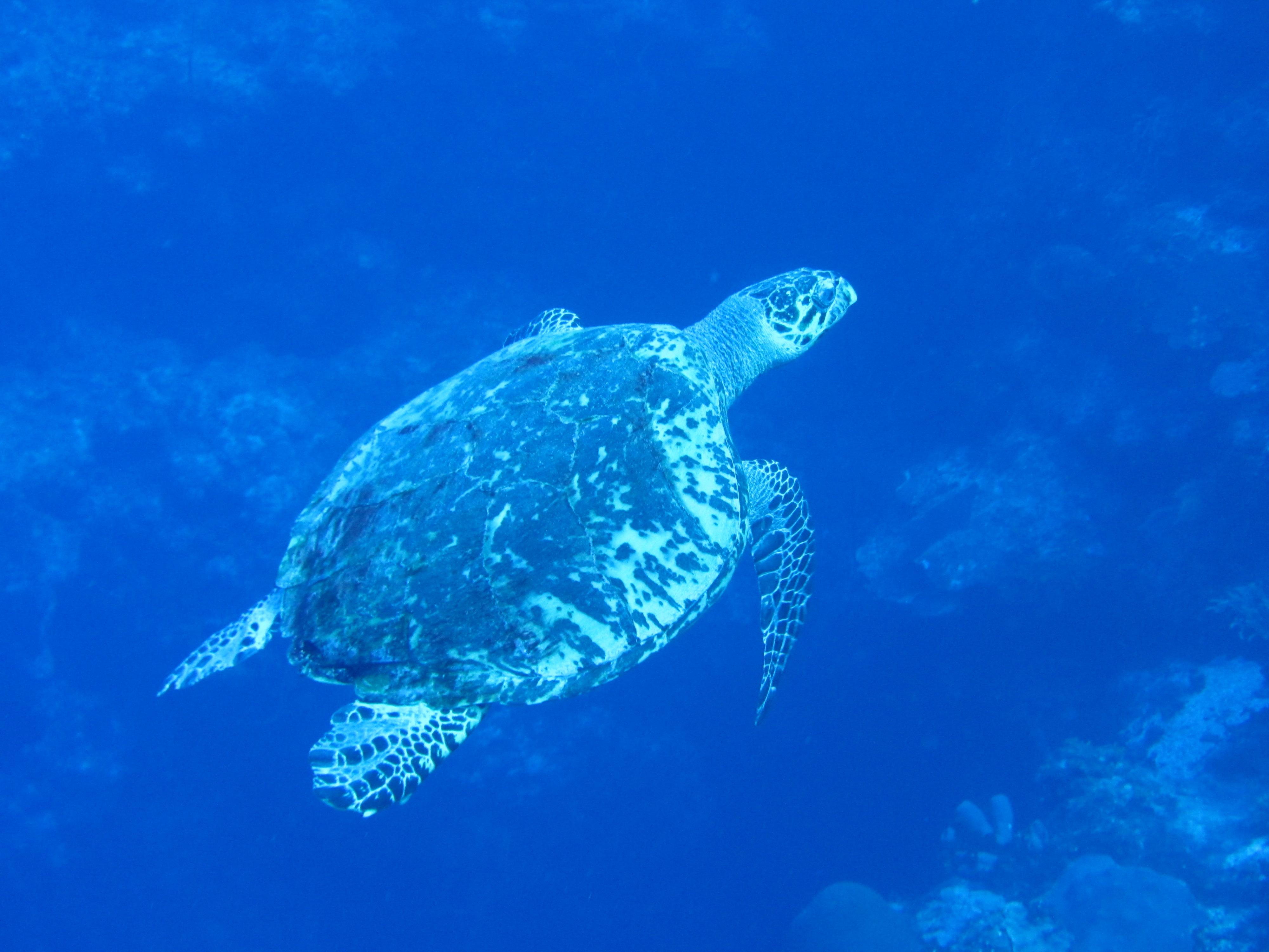 Ms KJenn Dives - Turtle