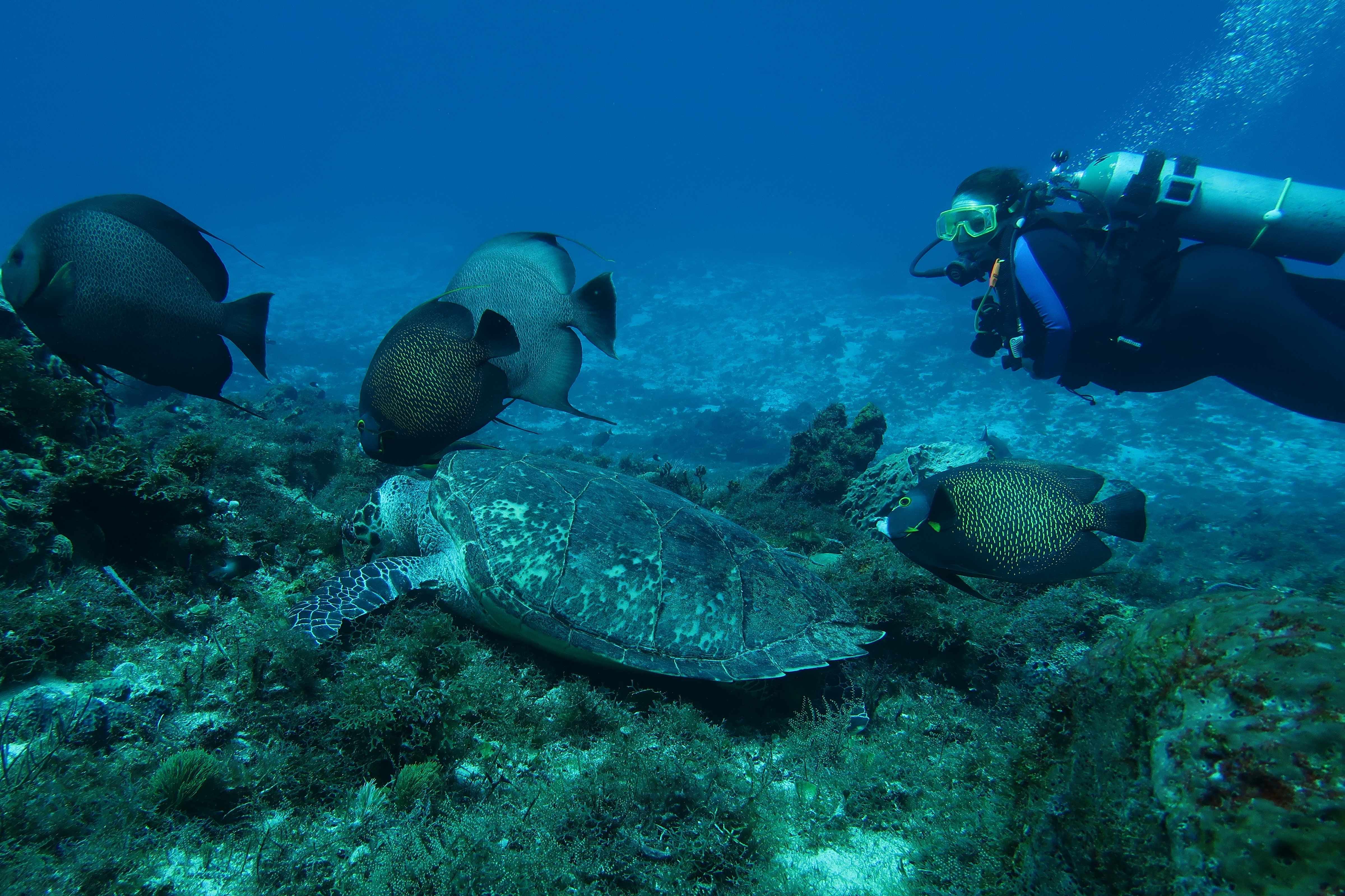 Ms KJenn Dives with turtle 2