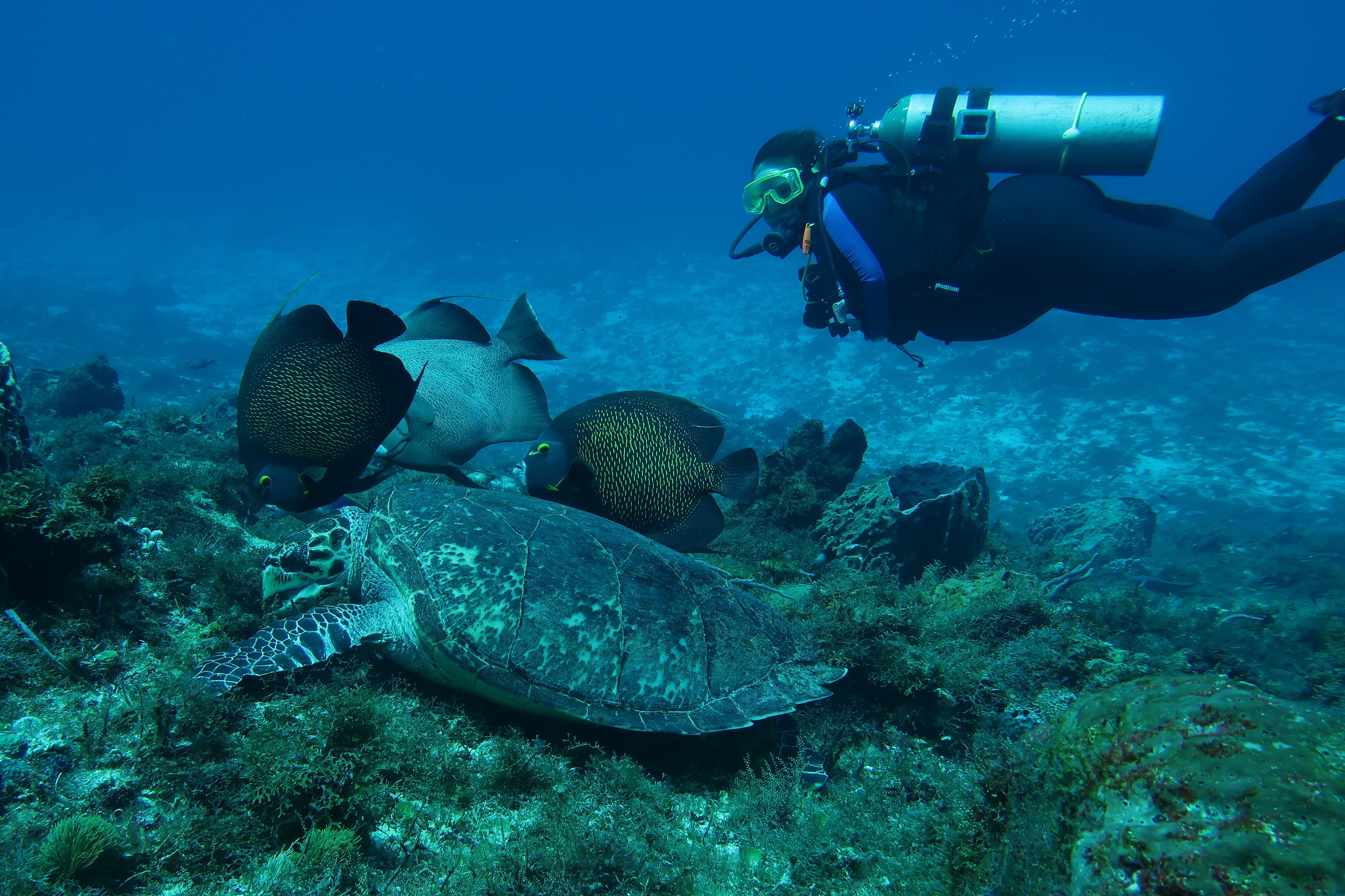Ms KJenn Dives with turtle