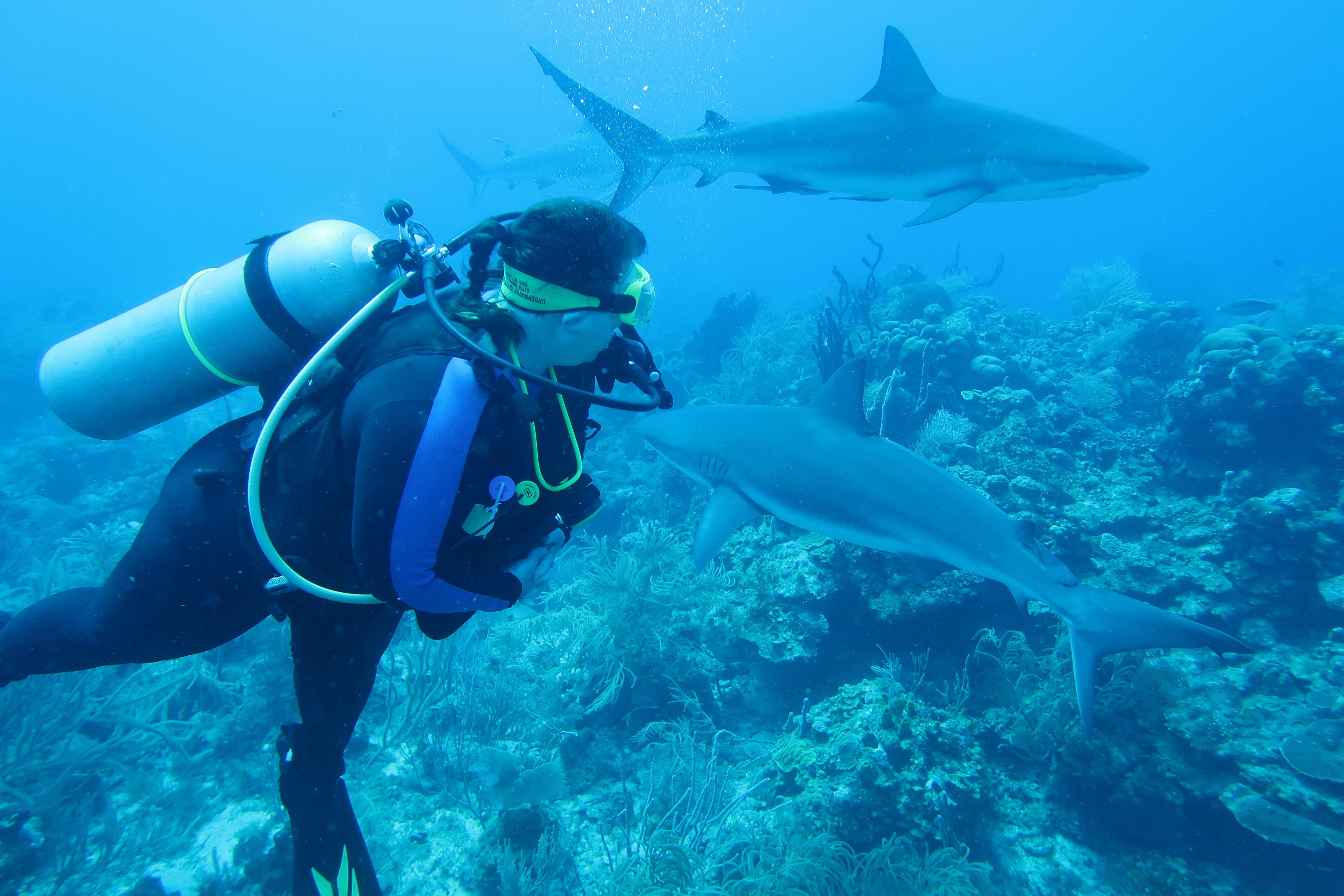 Ms Kjennmisstrading Dives searches for sharks