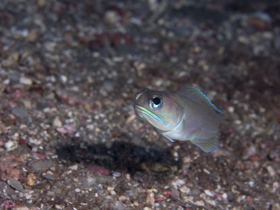 Mustached Jawfish