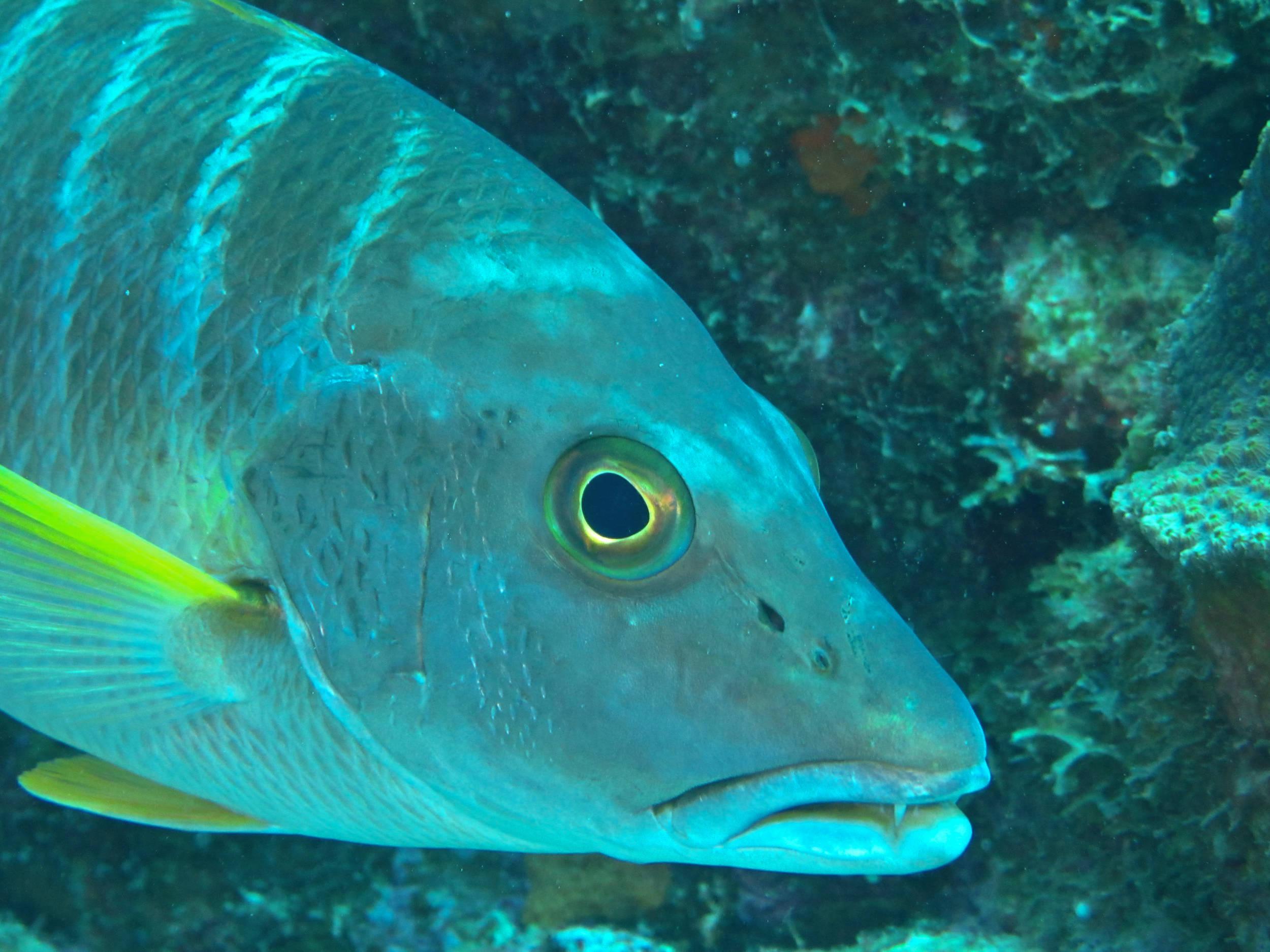 Mutton Snapper Closeup