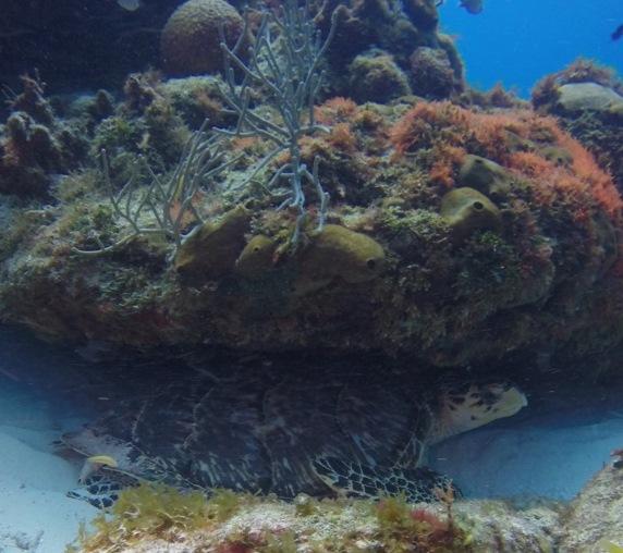 My Dive Buddy, Sea Turtle