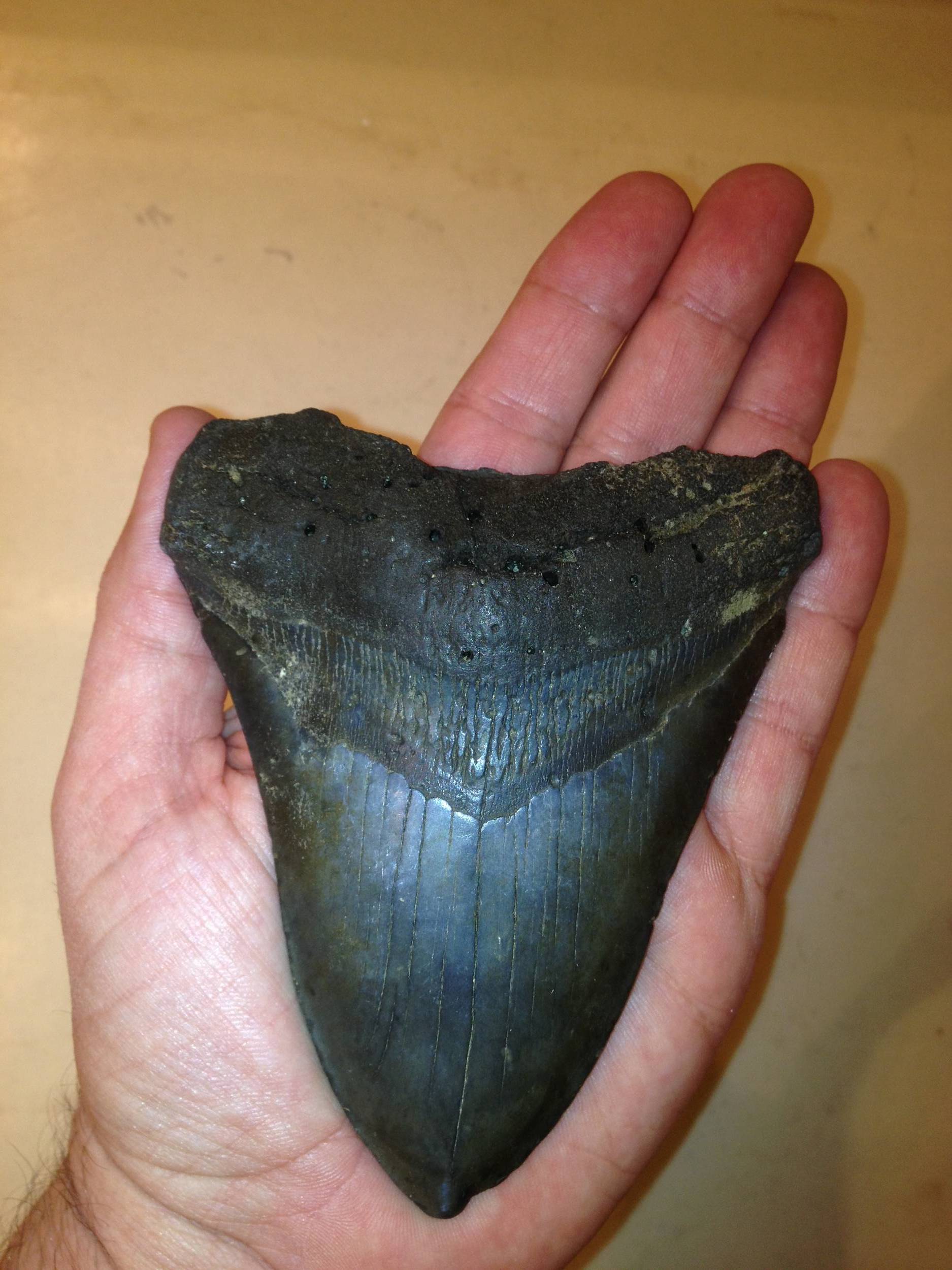 My megalodon tooth