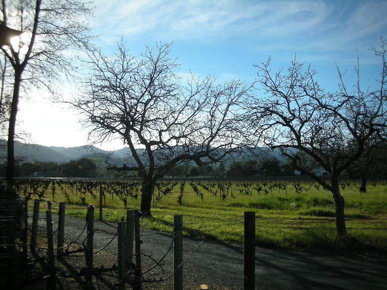 Napa Valley