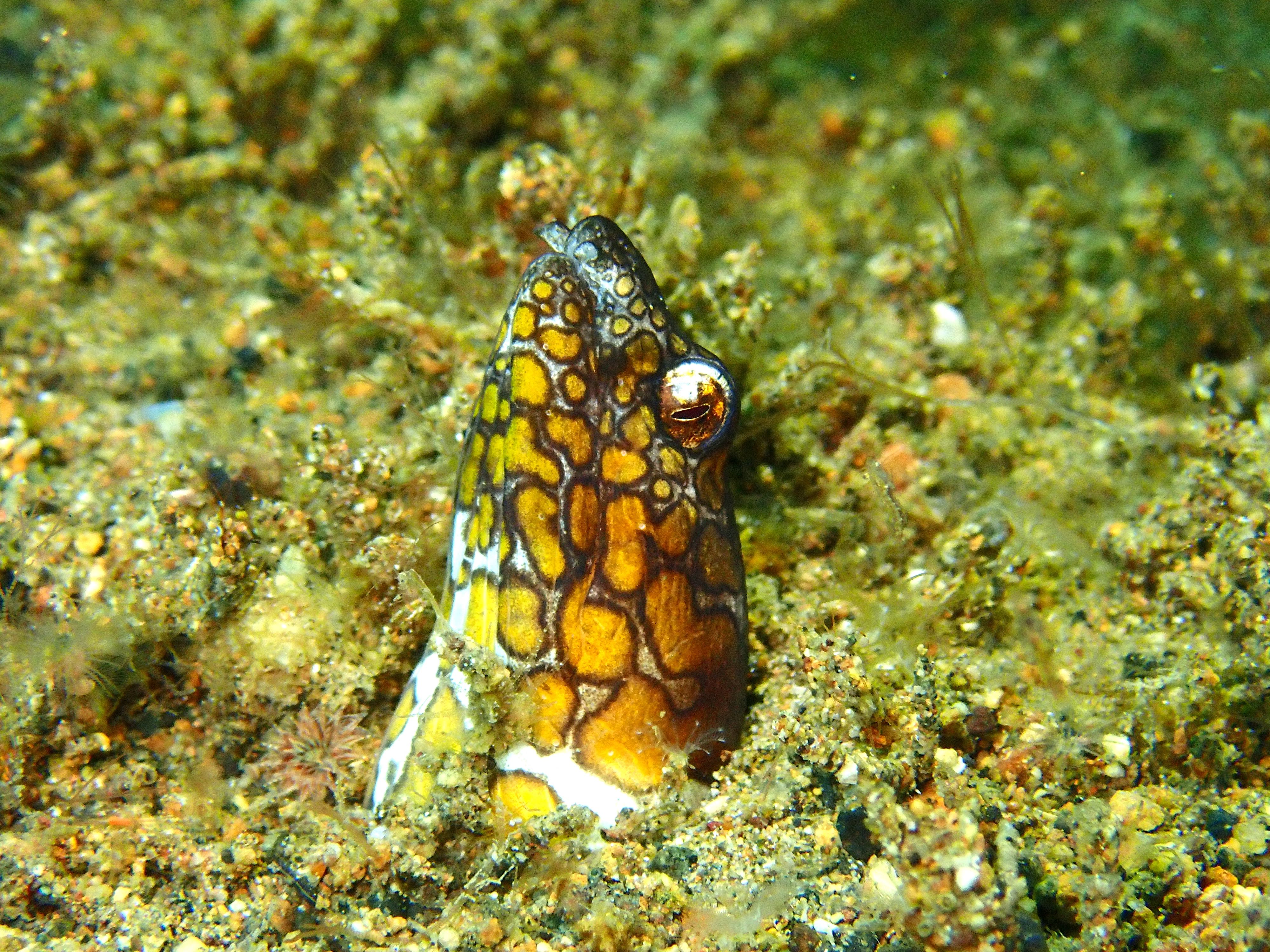 Napoleon Snake Eel
