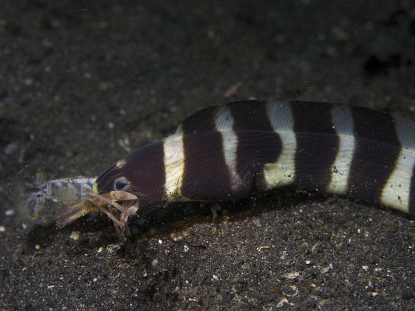 Napoleon Snake Eel