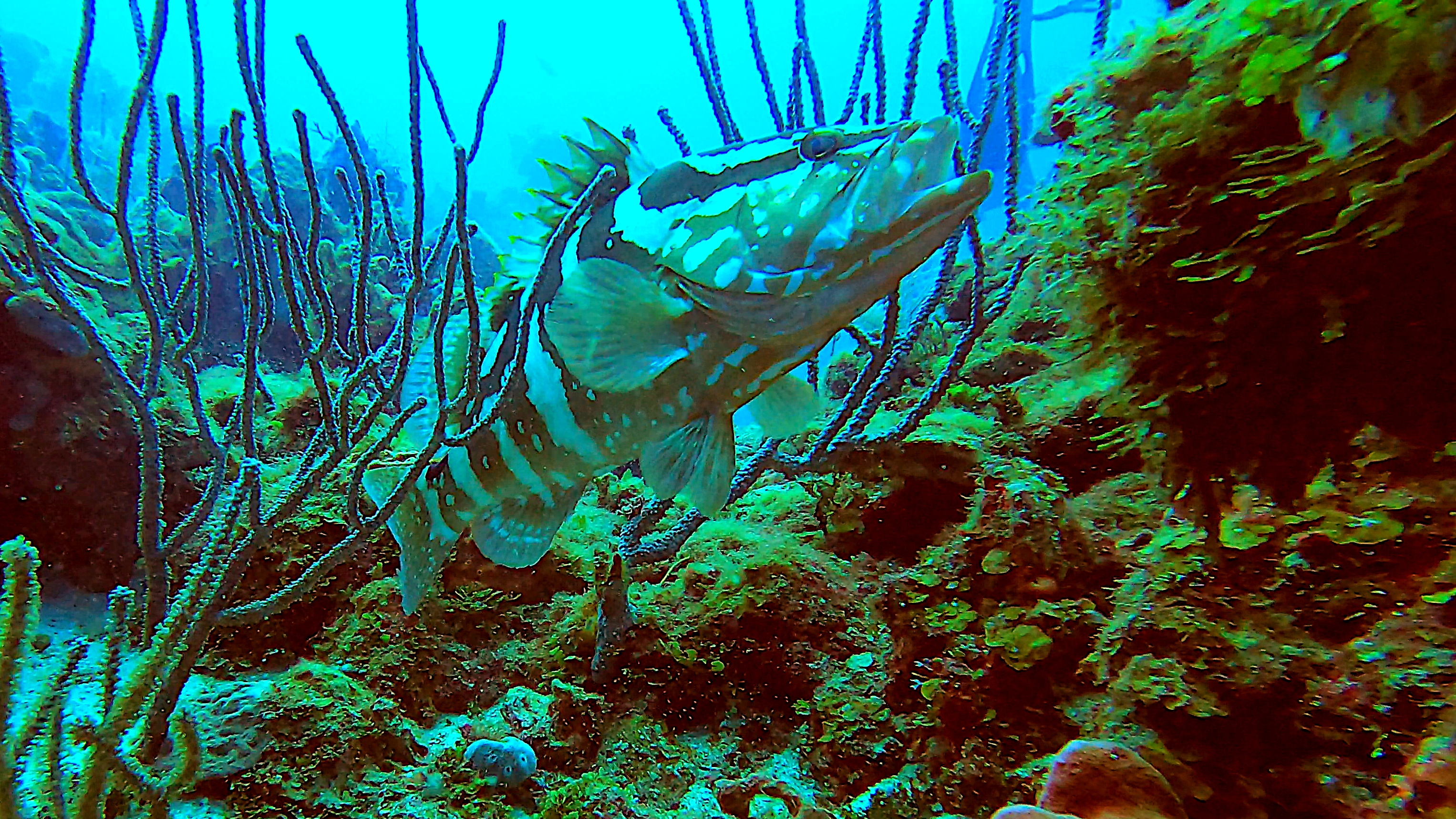 Nassau grouper