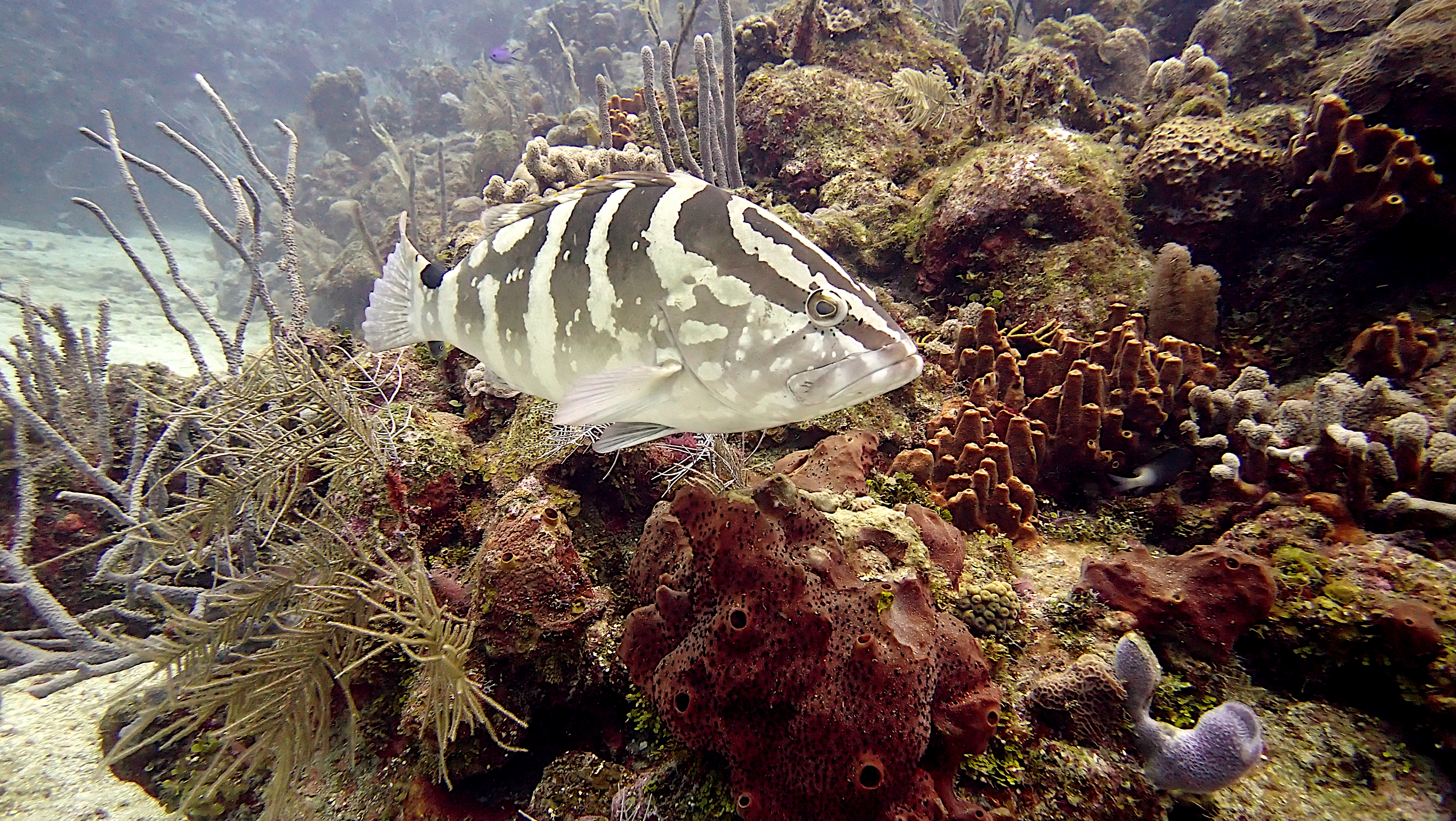 Nassau grouper