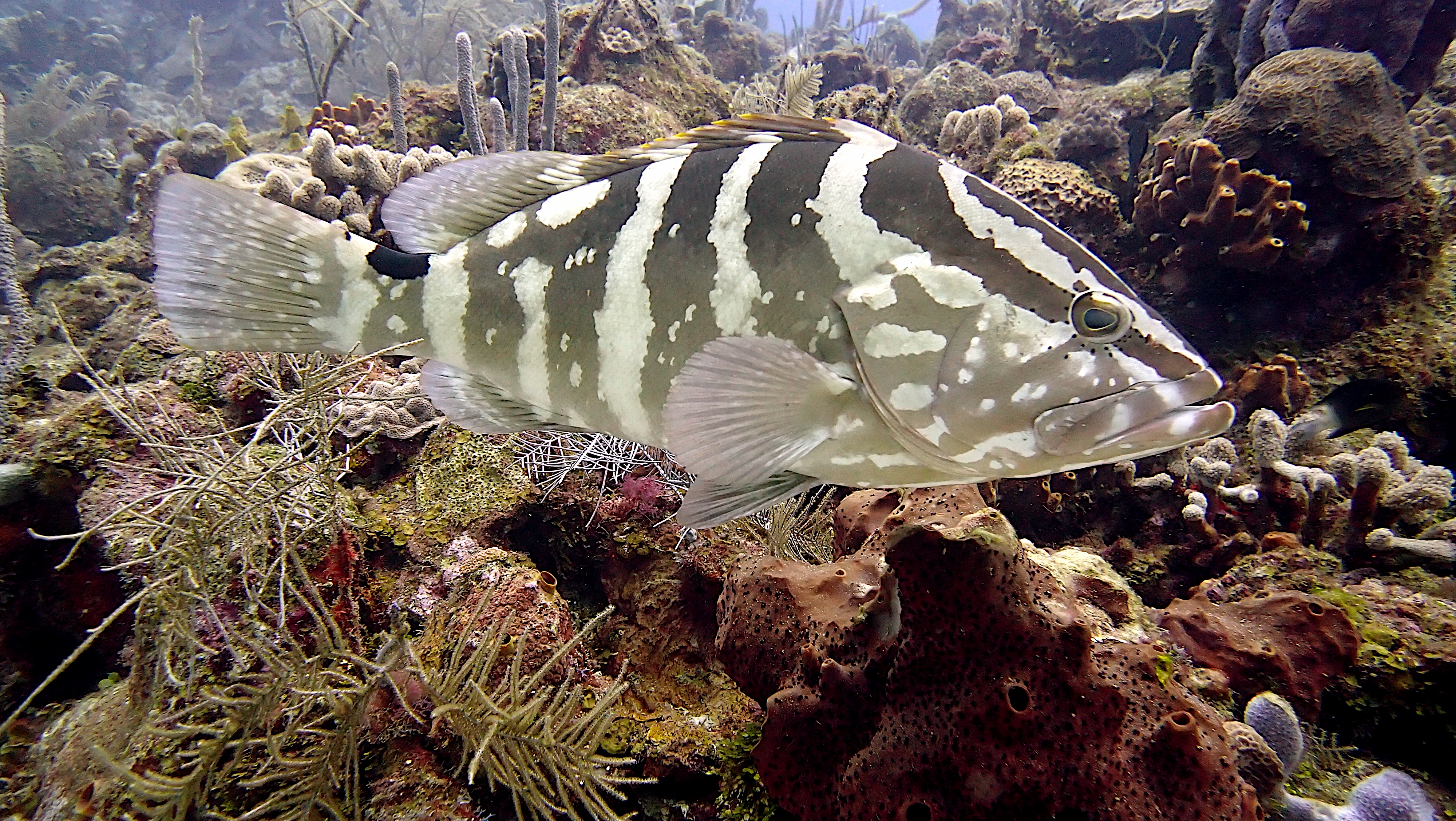 Nassau grouper