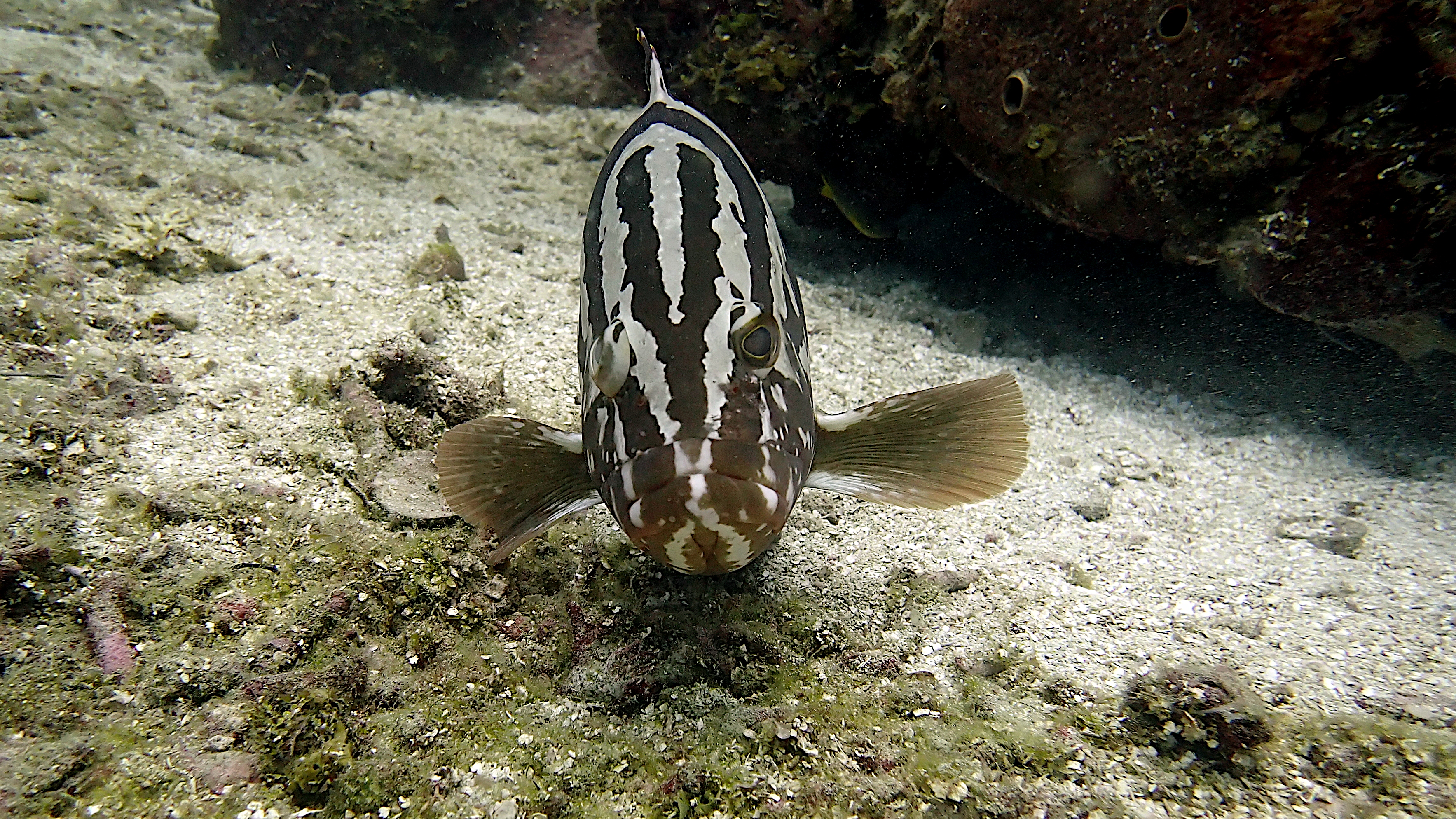 Nassau grouper