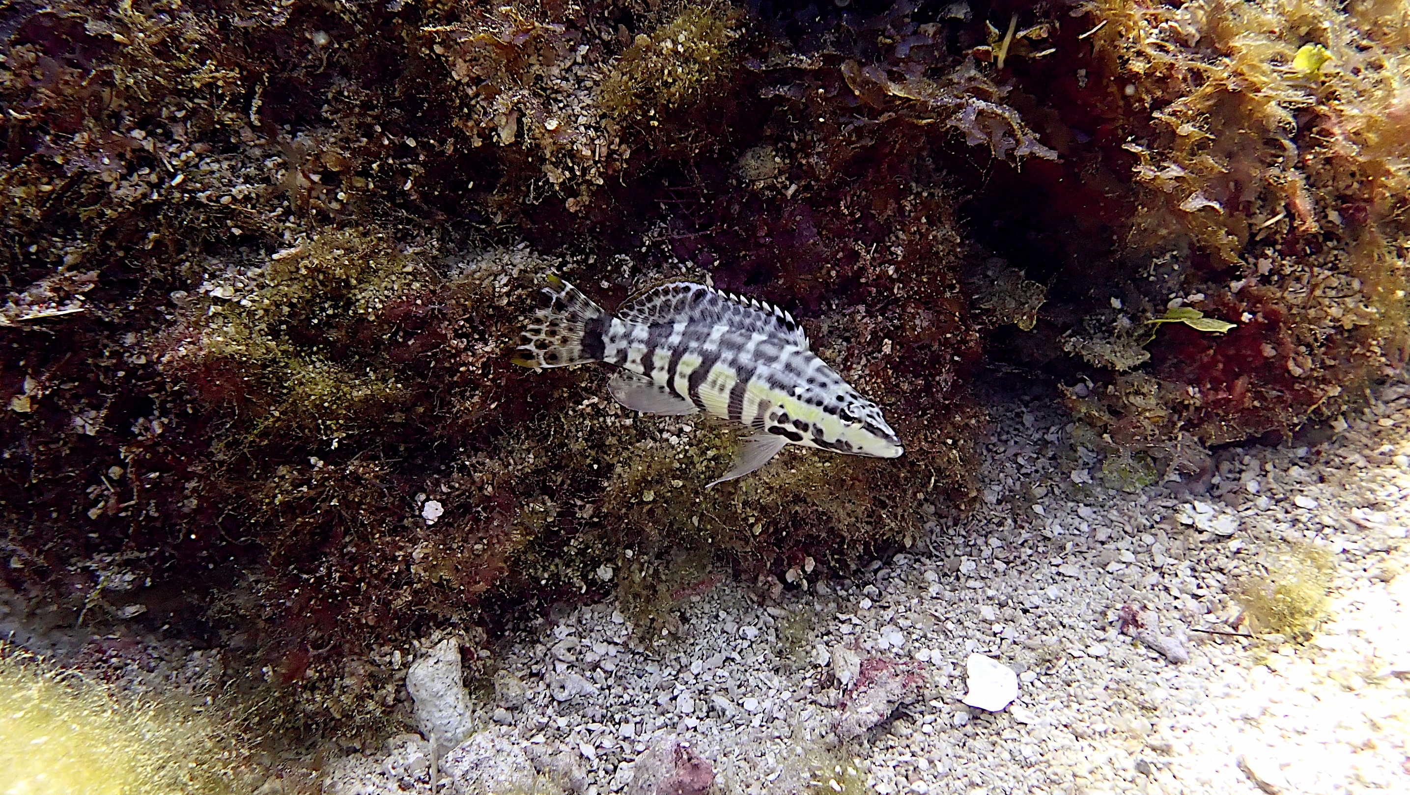 Nassau grouper