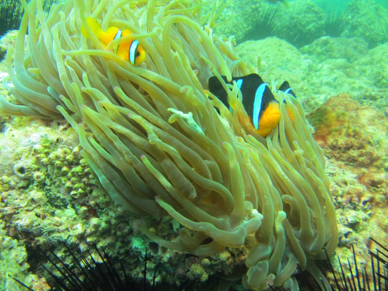 Nemo