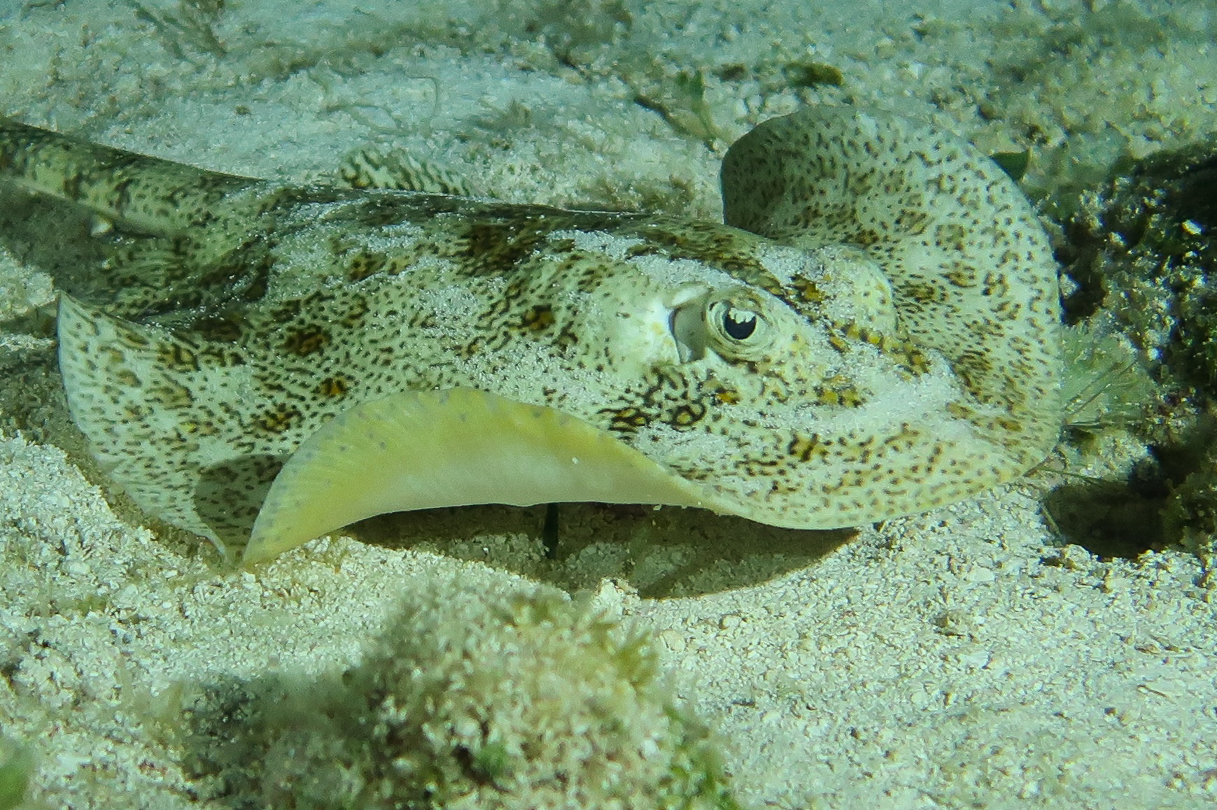 Night hunting ray