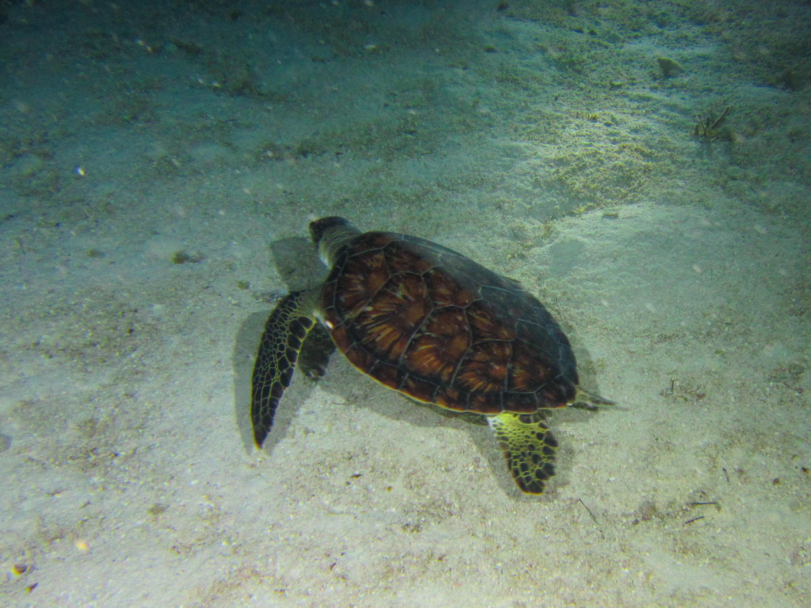 Night Swim Turtle 6098