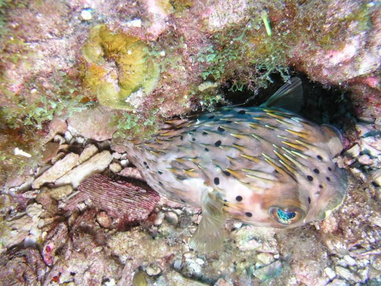ninja puffer