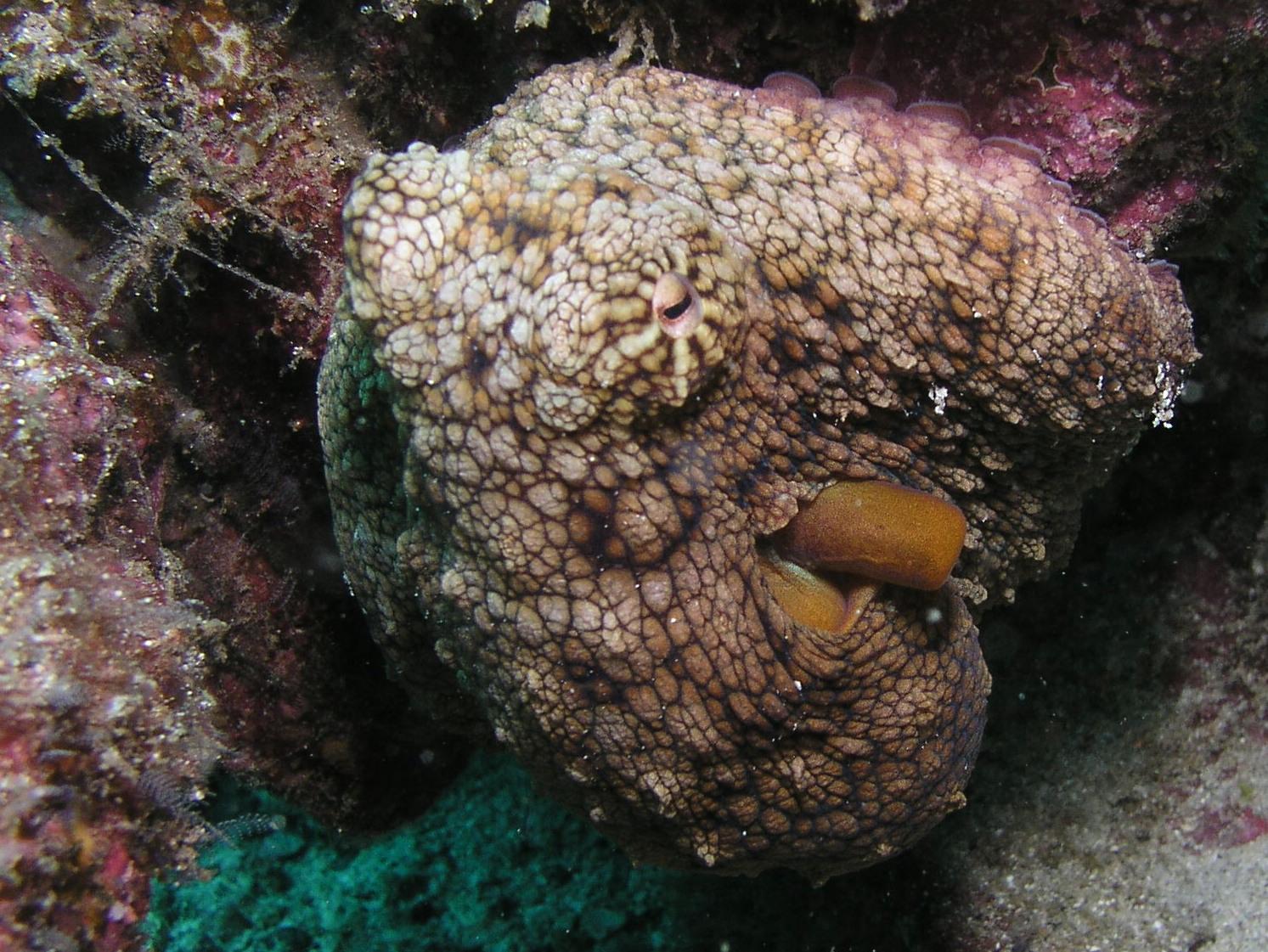 no, I'm not an octopus, go away