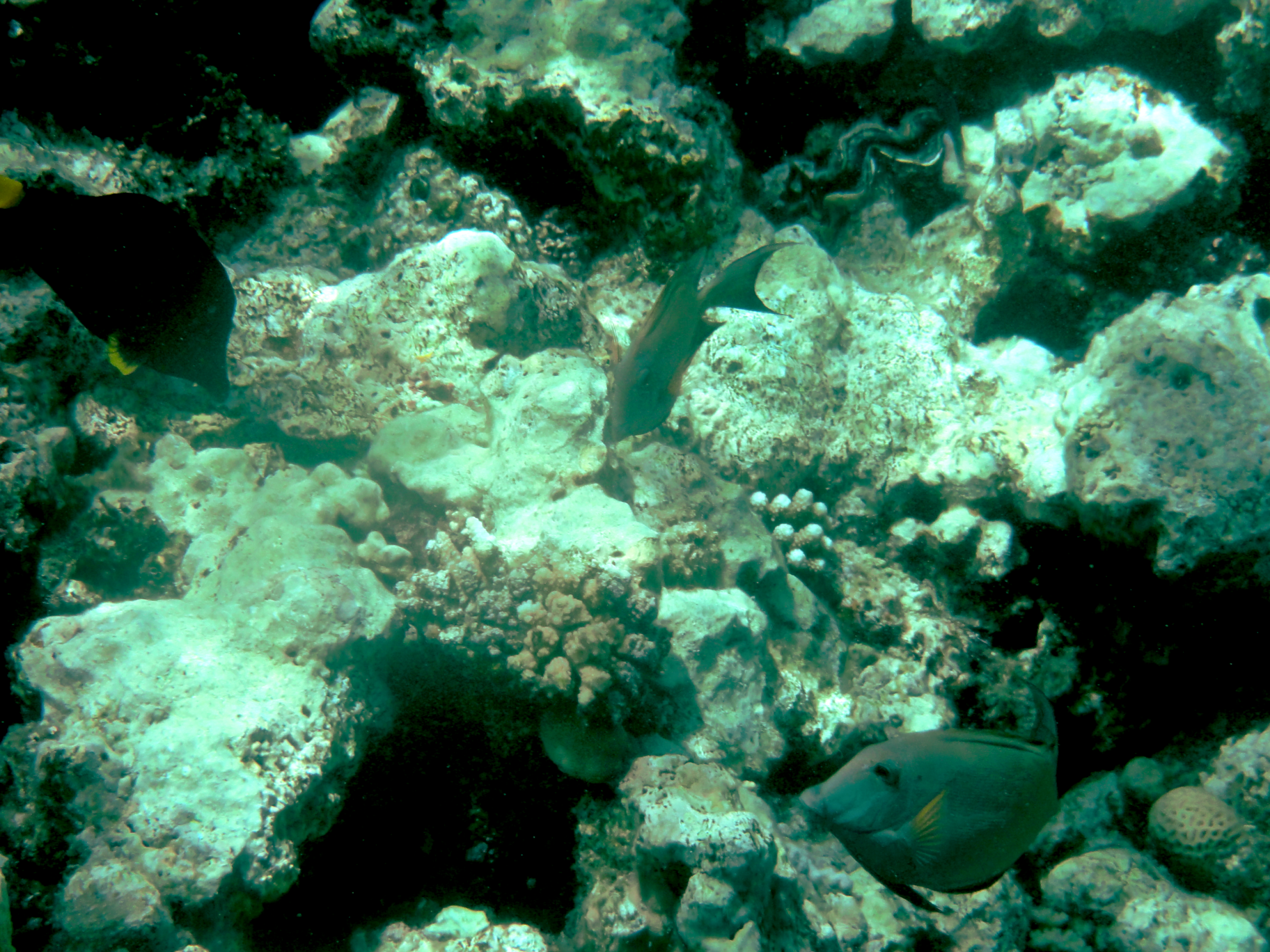 Not a yellowtail surgeonfish