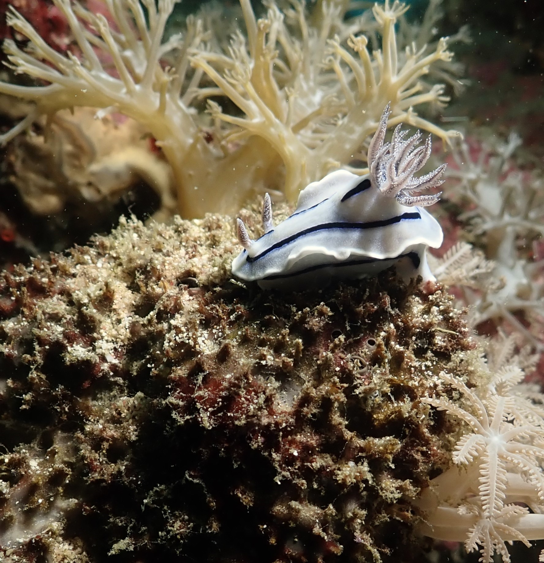 'nother nudi