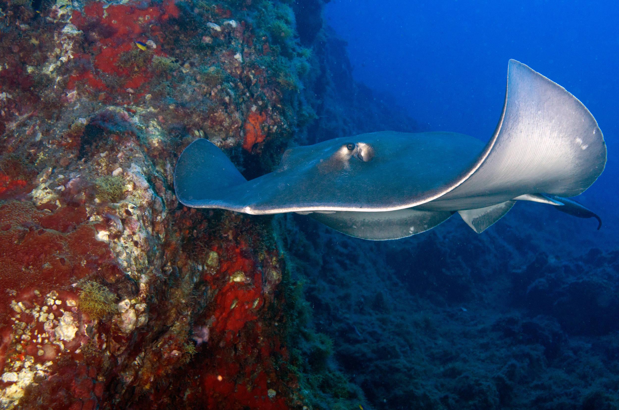 nother ray