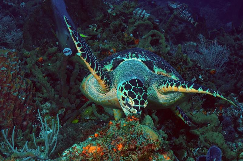 nother turtle