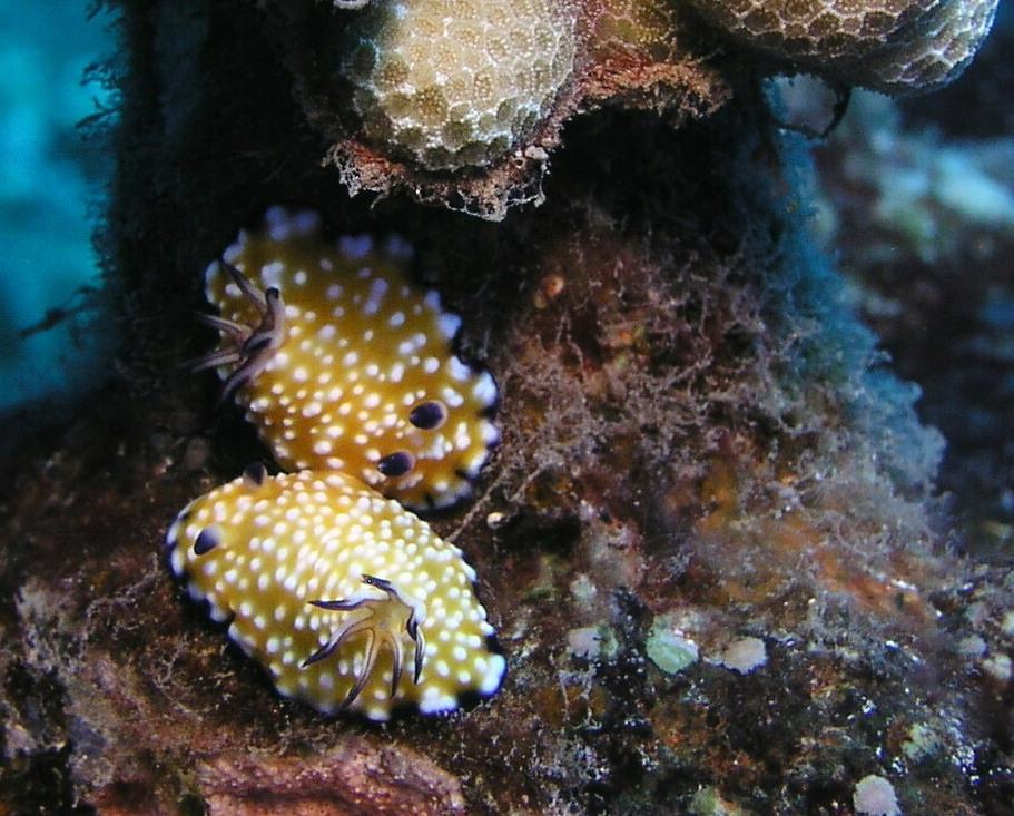 nudi sexy time