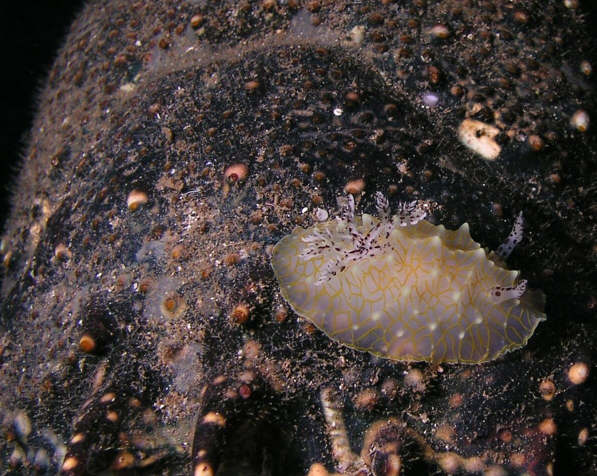 nudi to be named later