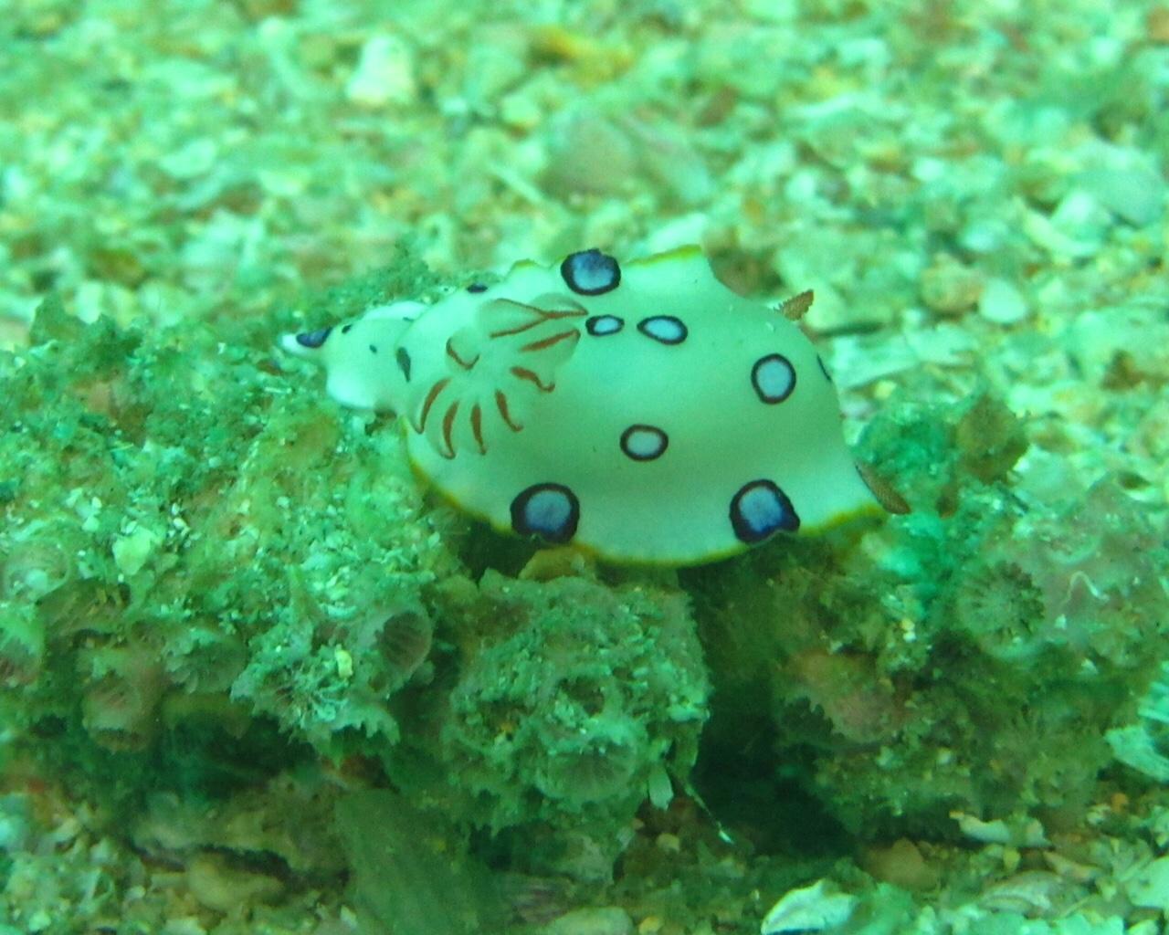 Nudi