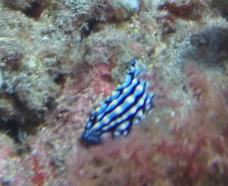 Nudi