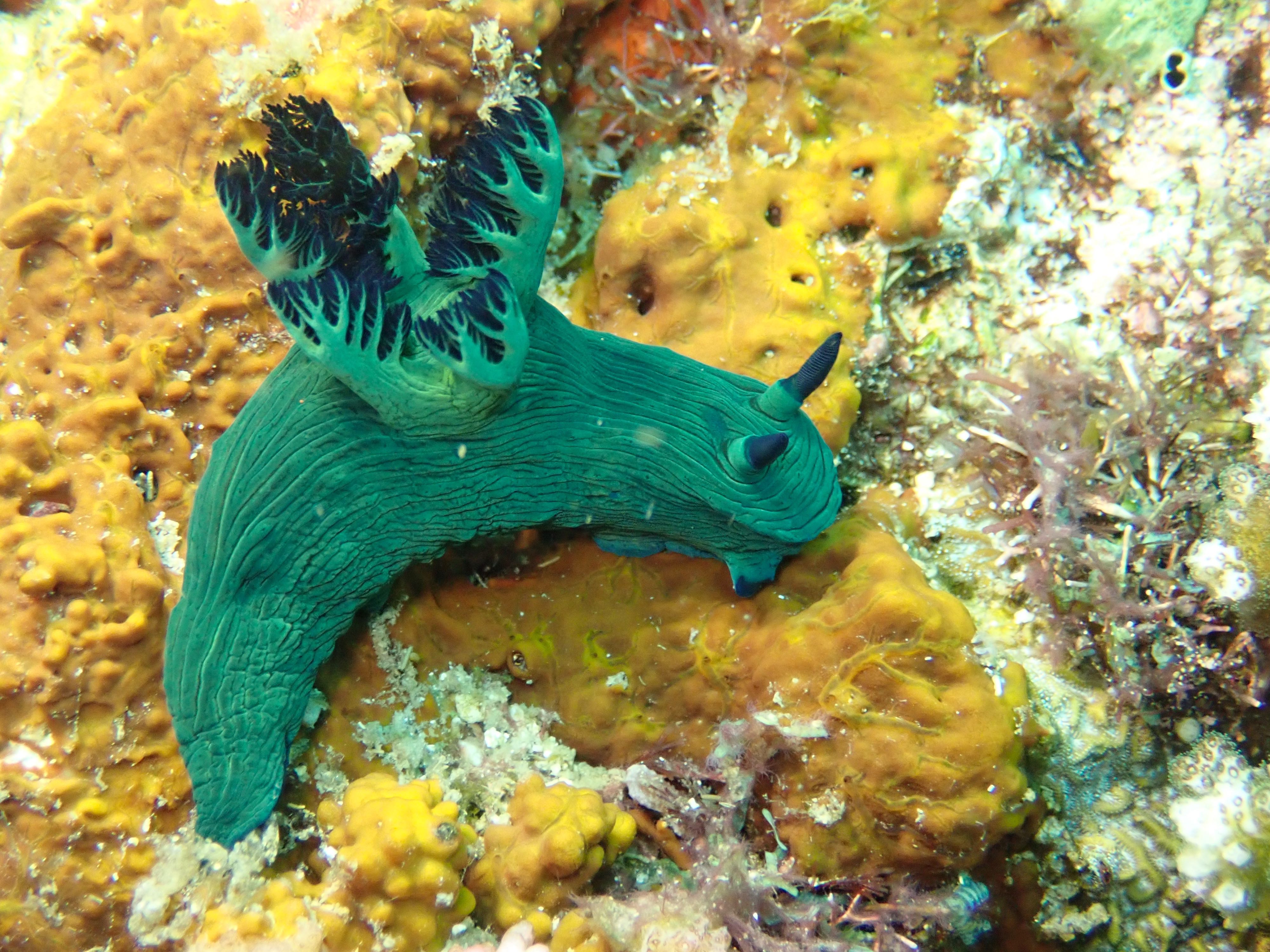 Nudi