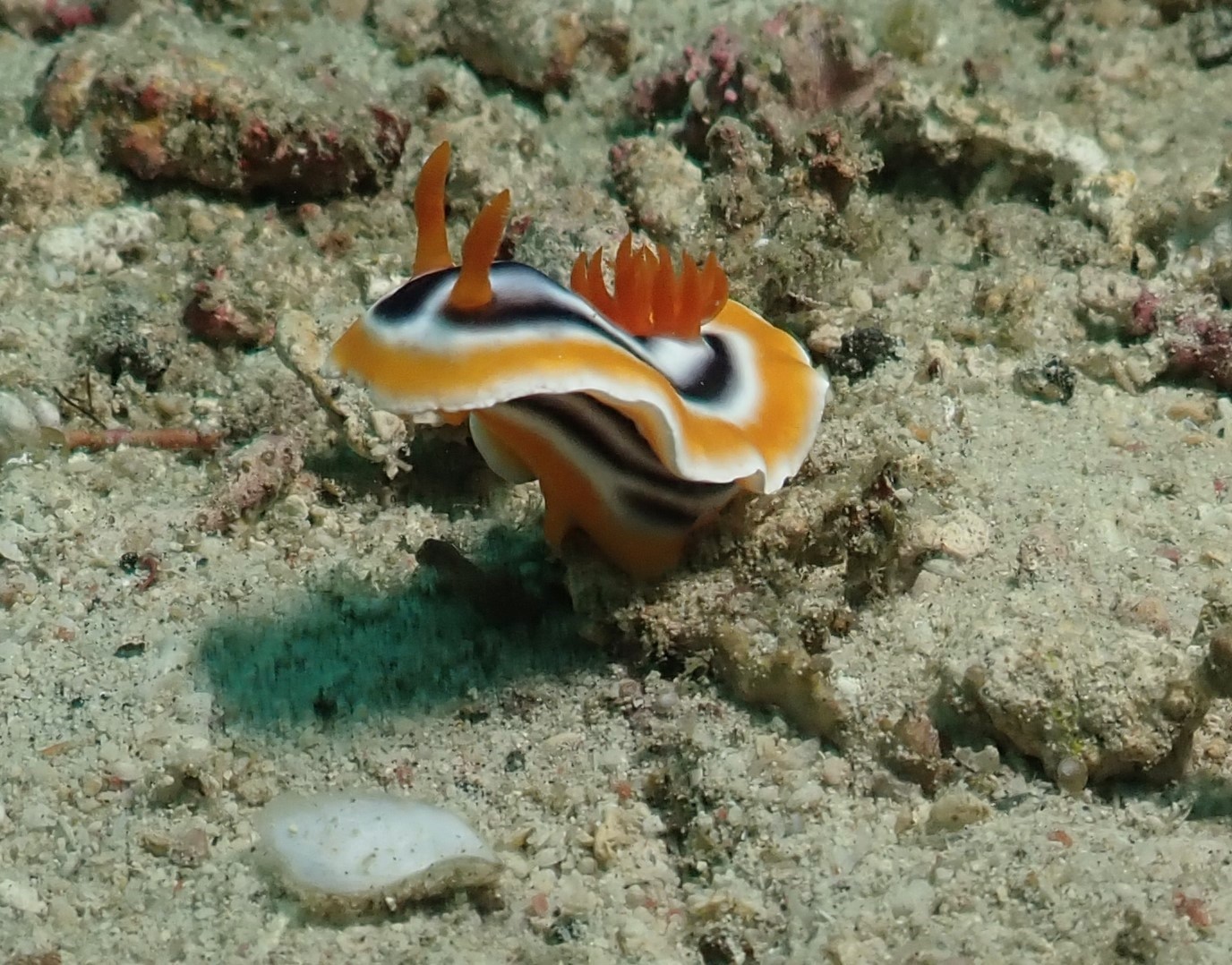 nudi