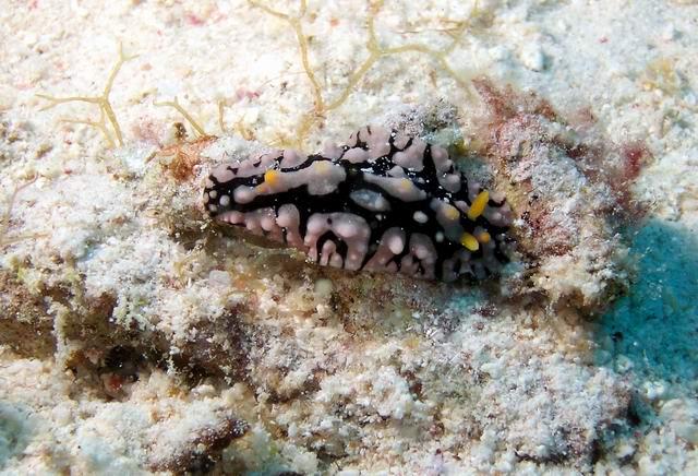Nudi