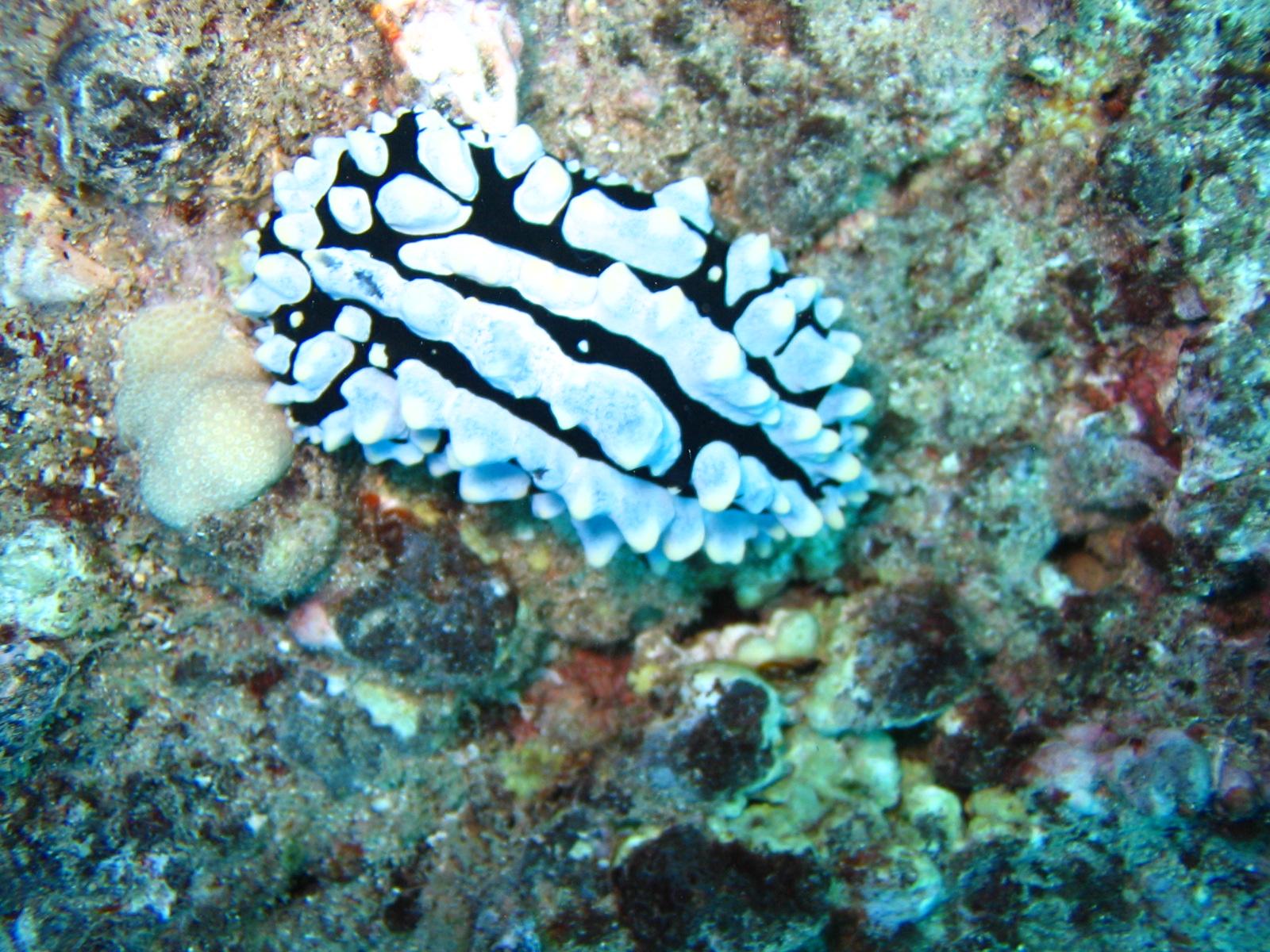 Nudibranc