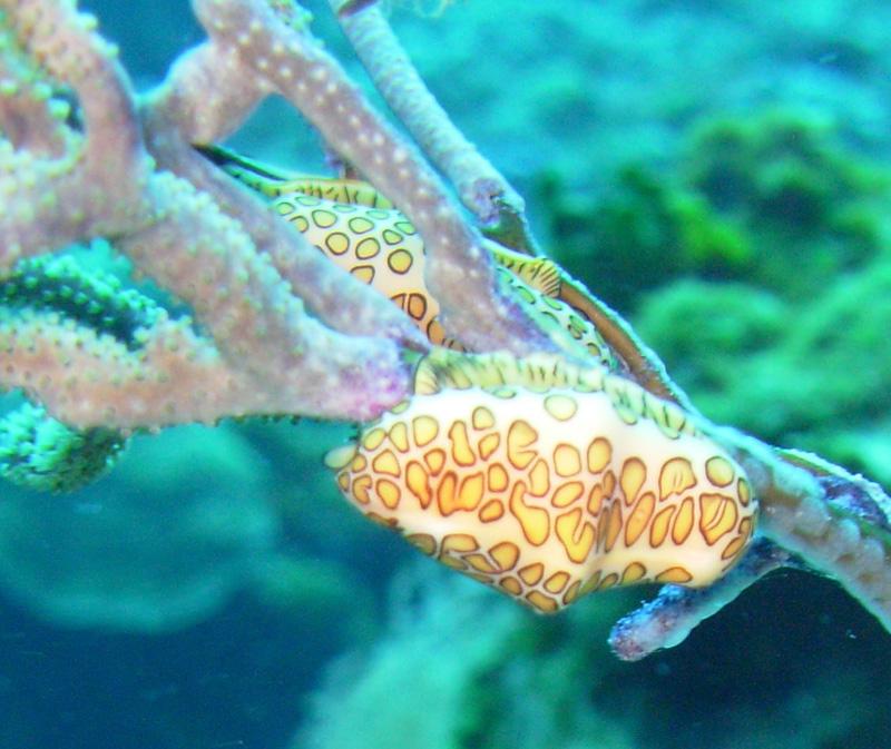 Nudibranch - Cozumel