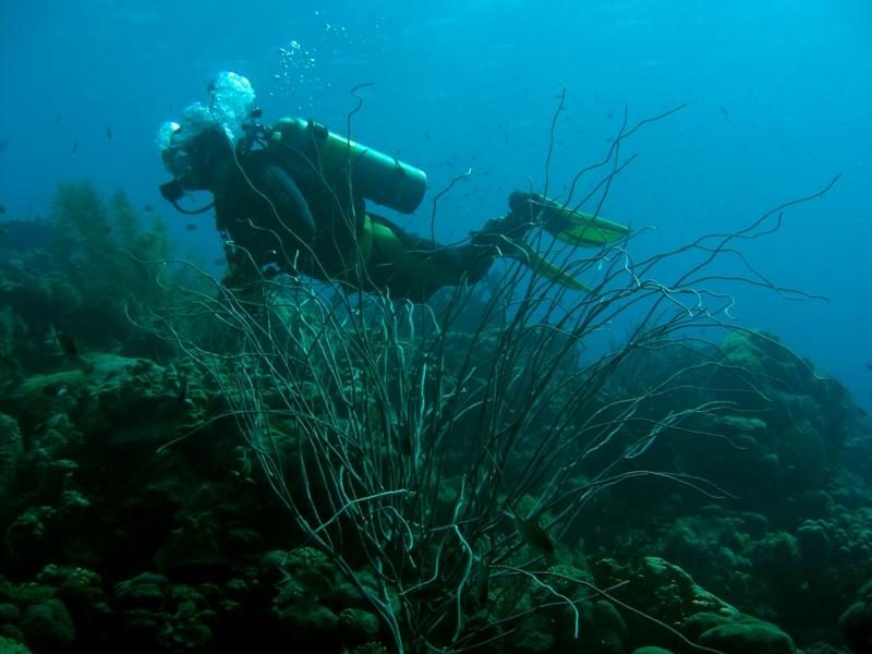 Nudilover on the Reef