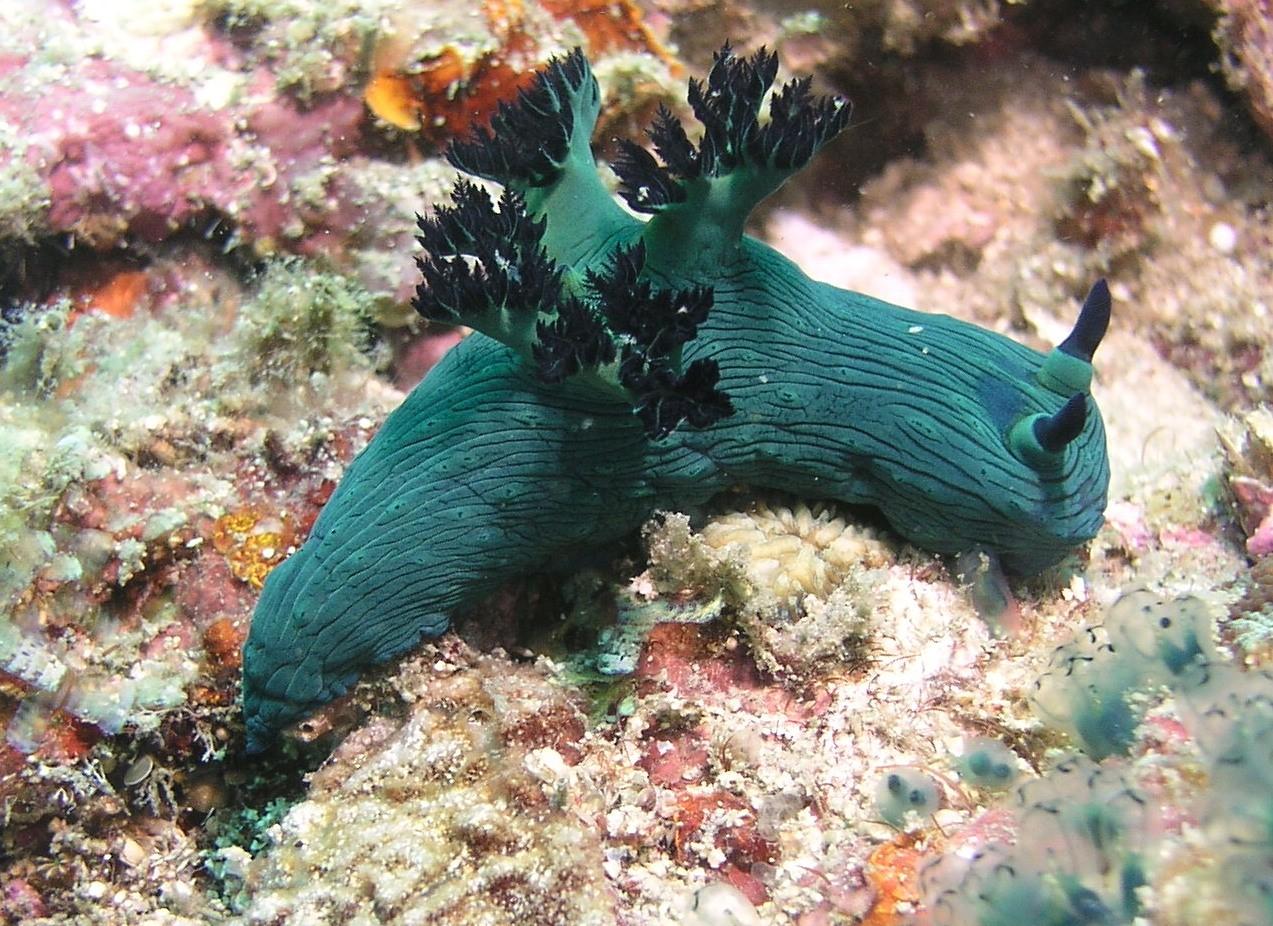 Nudis
