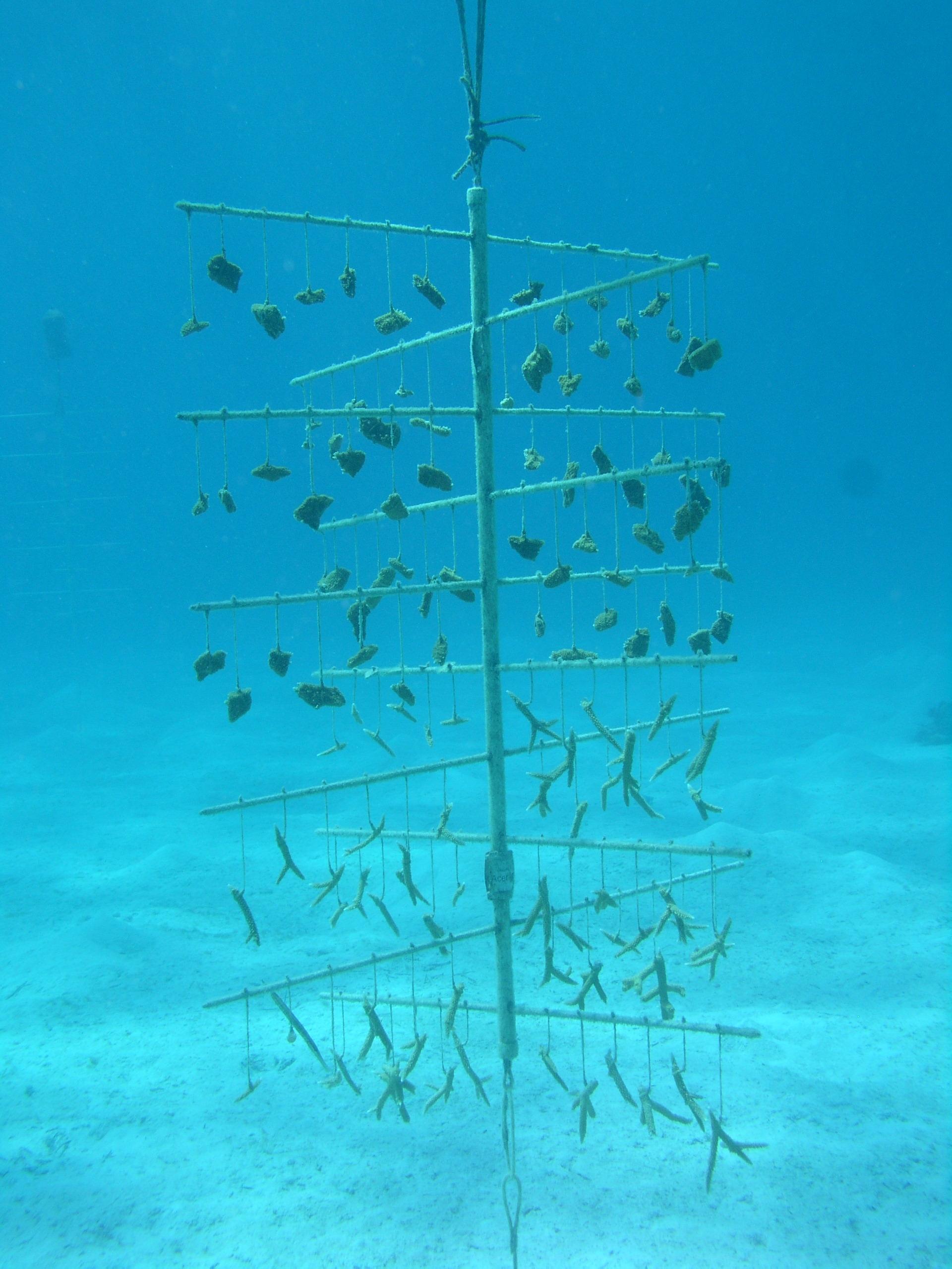 nursery tree