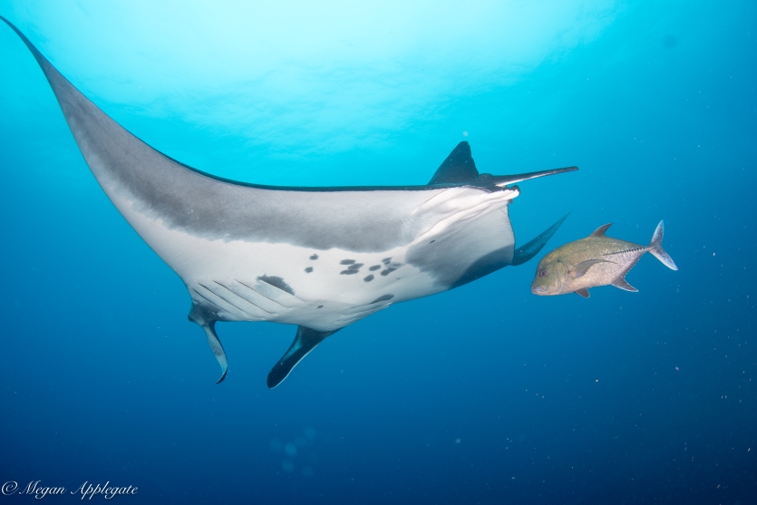 Oceanic Manta at Dos Amigos (Grande)