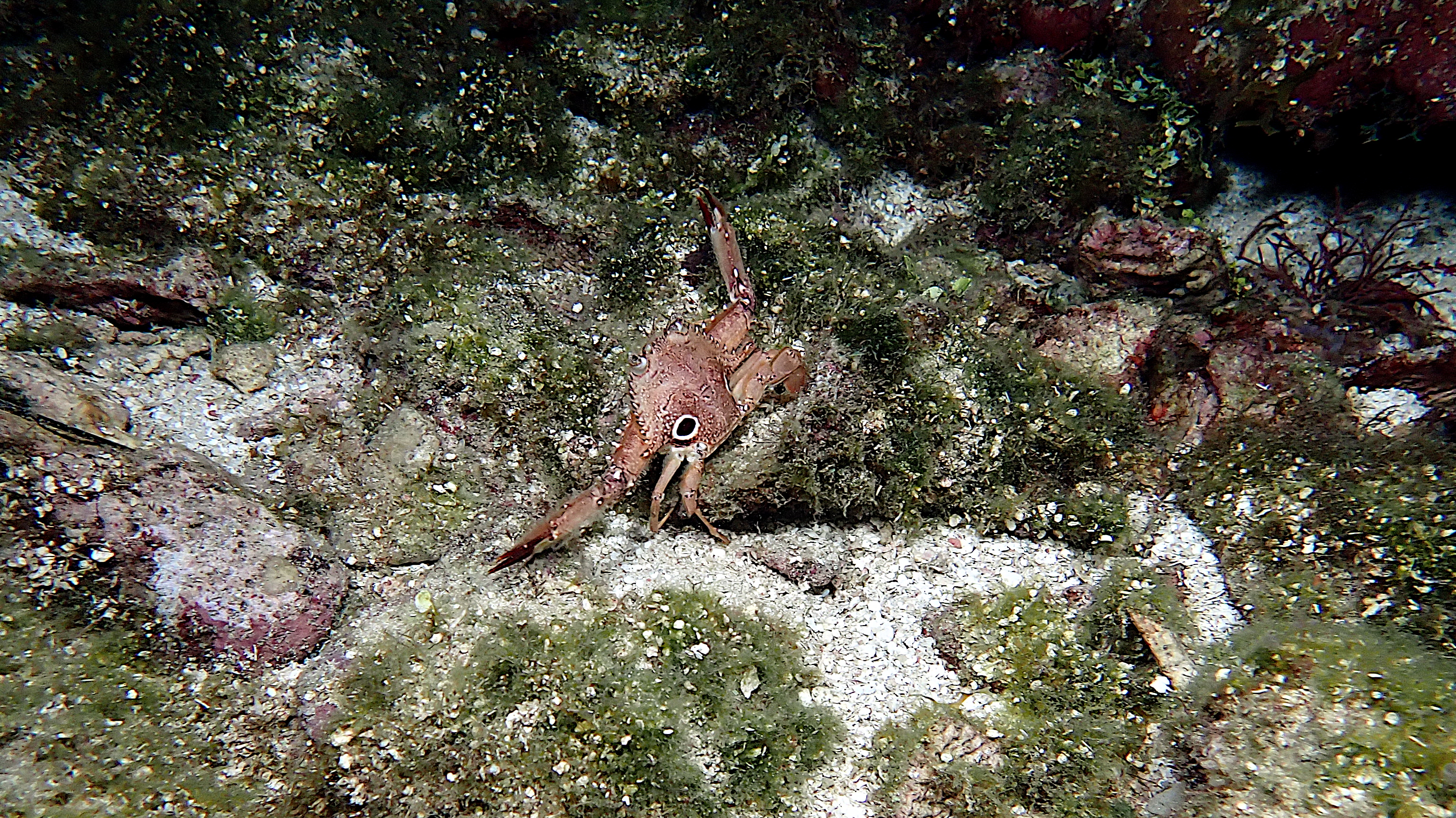 Ocellate swimming crab