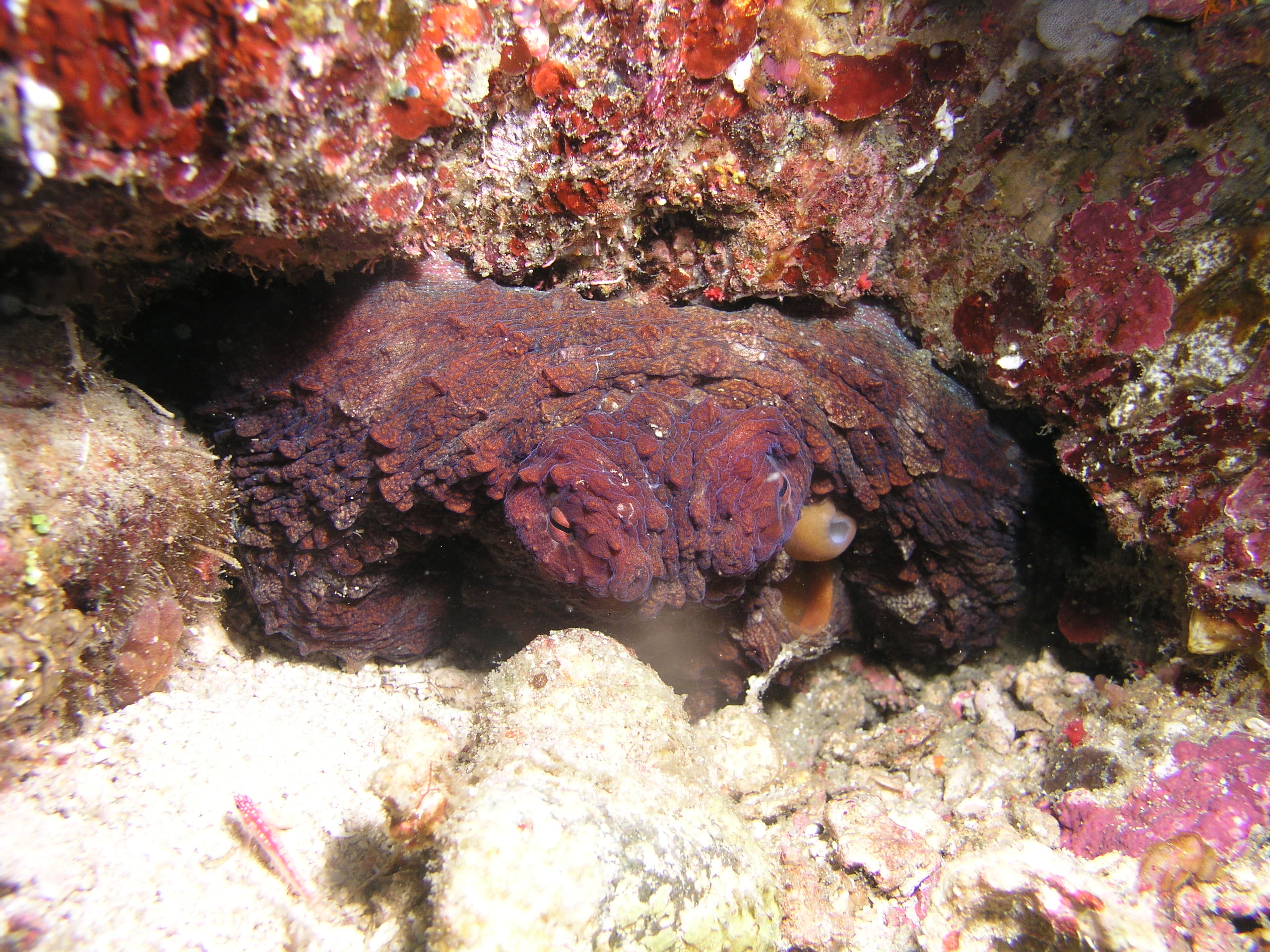 octo in a hole