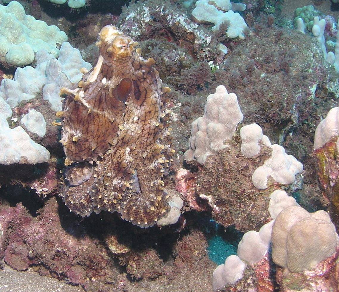 Octo keeping an eye on us