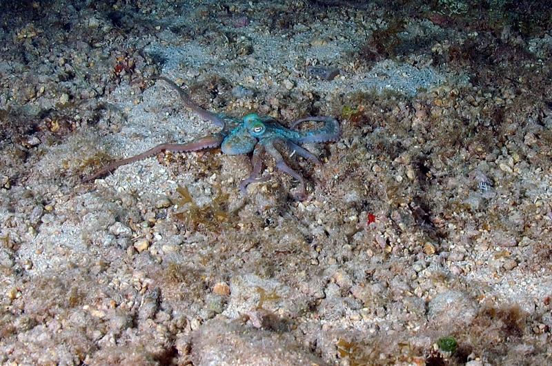 Octo