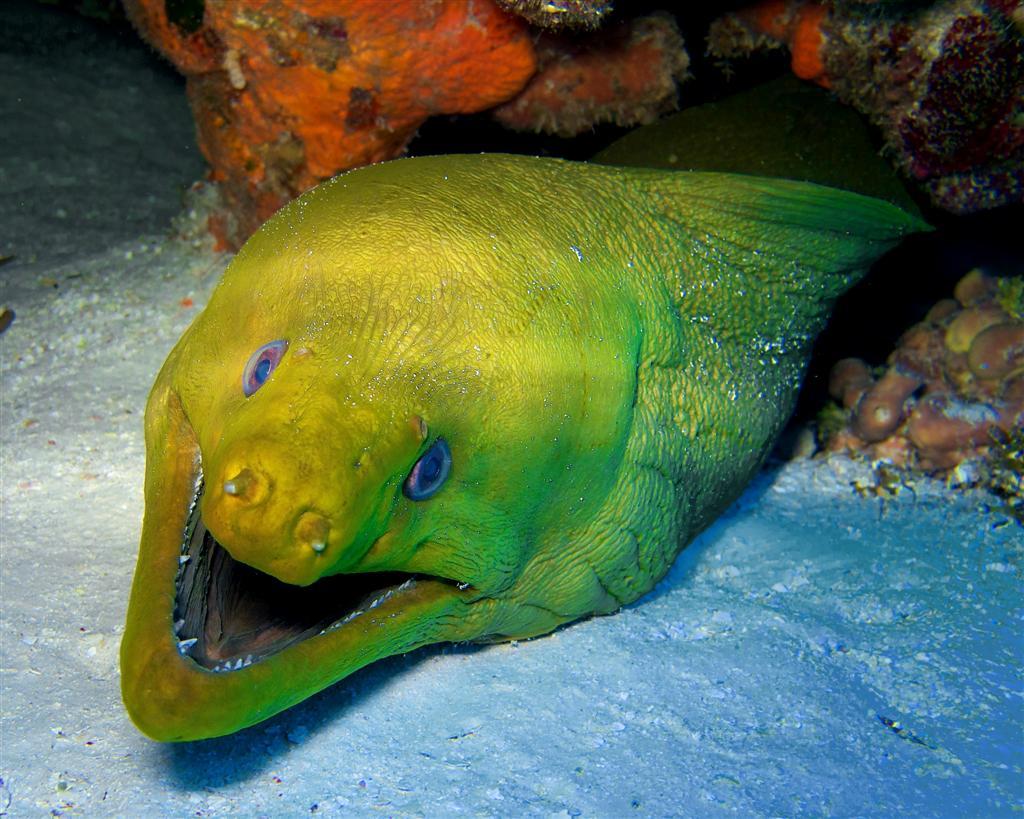 October - Squid - Moray Head On