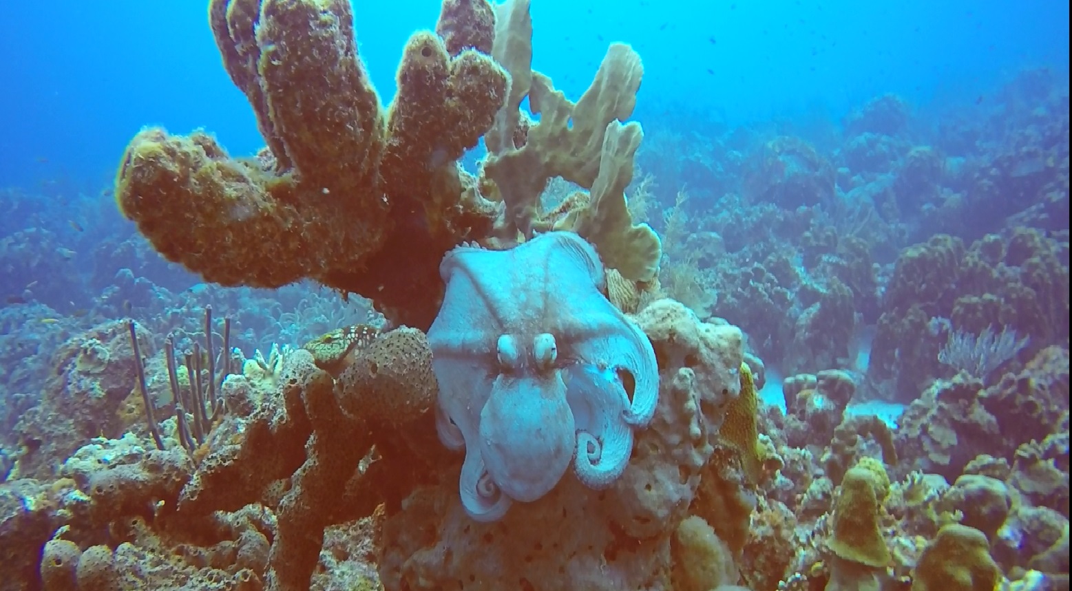 Octopus 2